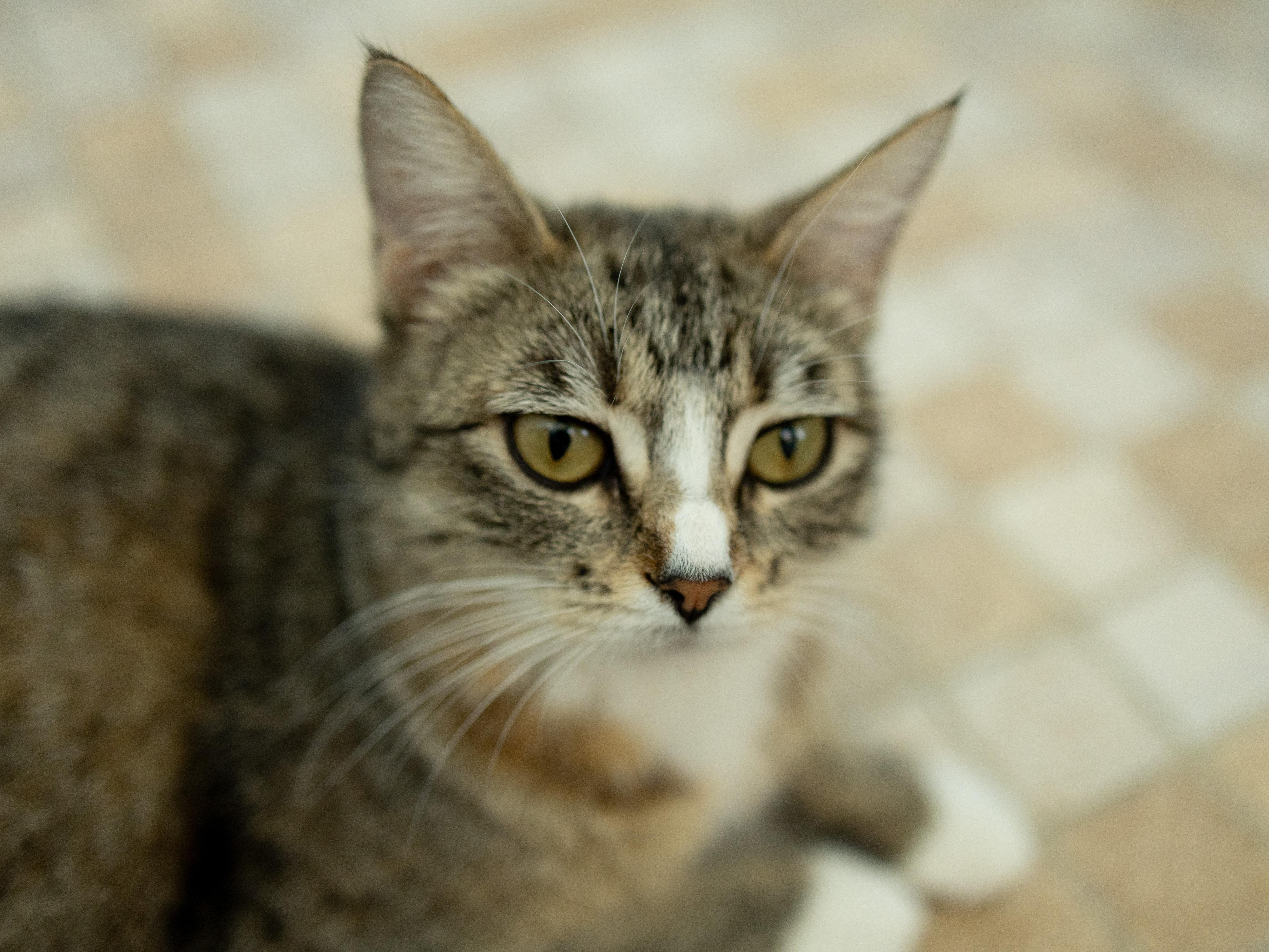 Enlarge Dolly, a ADOPTABLE mixed breed in Republic, WA image 4/6