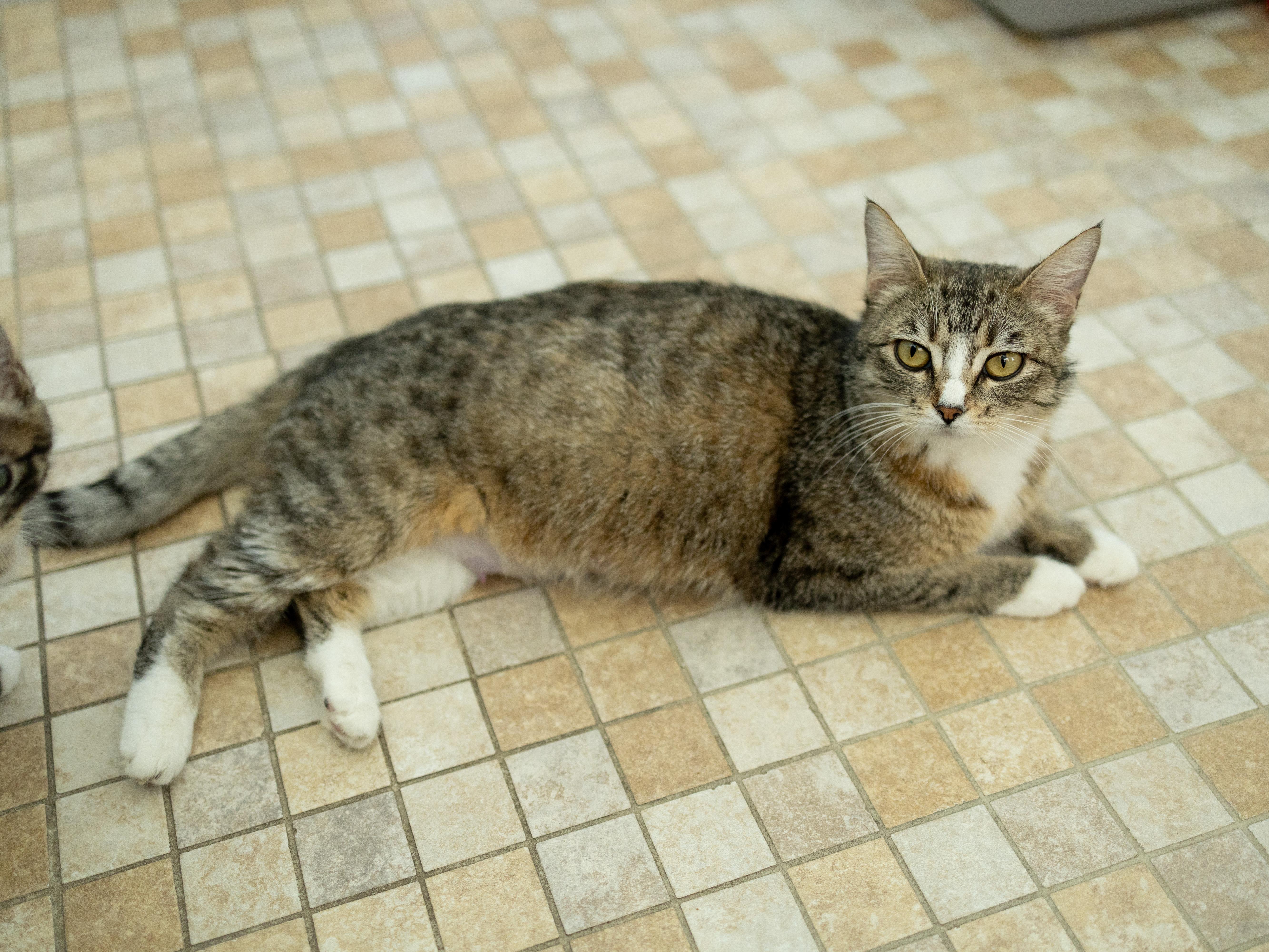 Enlarge Dolly, a ADOPTABLE mixed breed in Republic, WA image 3/6