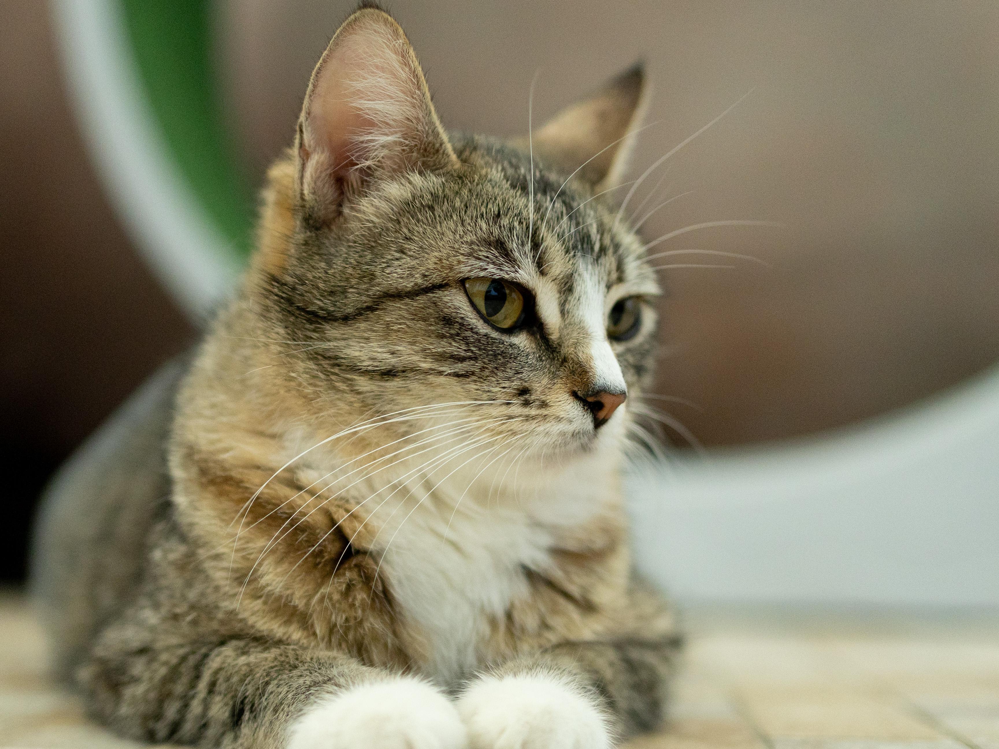 Enlarge Dolly, a ADOPTABLE mixed breed in Republic, WA image 2/6