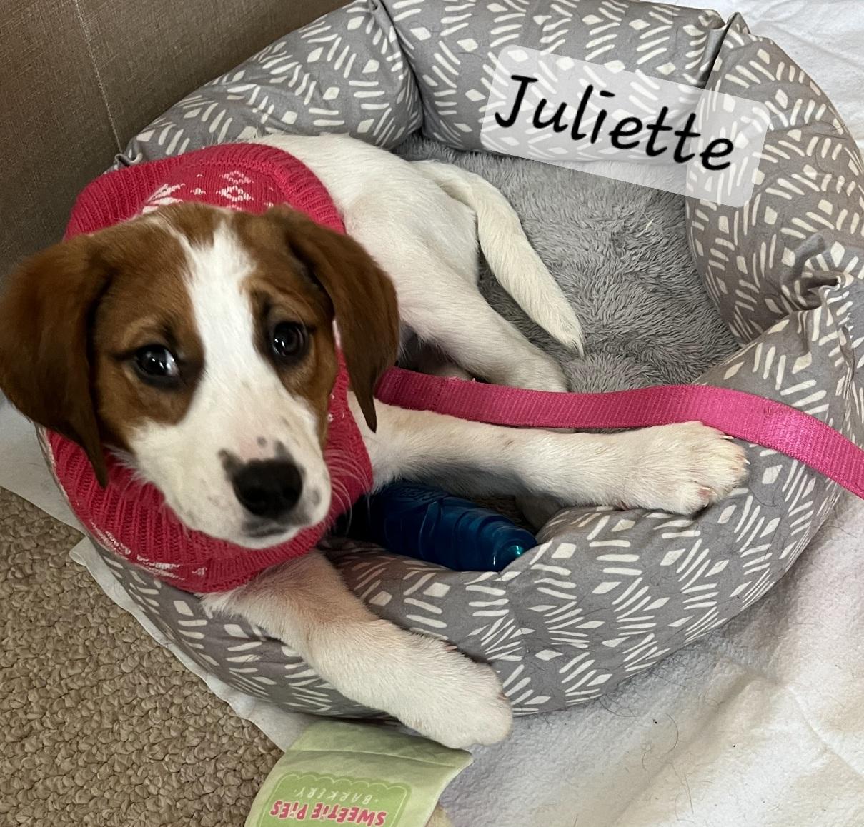 Juliette, a ADOPTABLE mixed breed in Prince Frederick, MD image 1/3