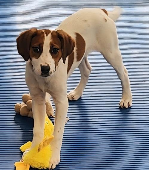 Juliette, a ADOPTABLE mixed breed in Prince Frederick, MD image 2/3