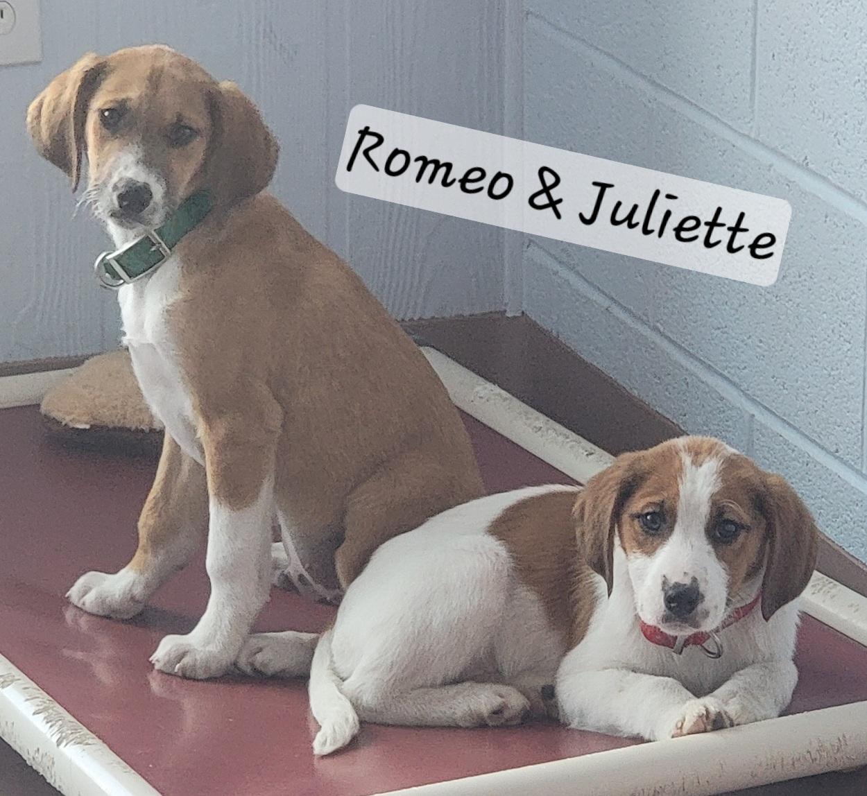 Juliette, a ADOPTABLE mixed breed in Prince Frederick, MD image 3/3