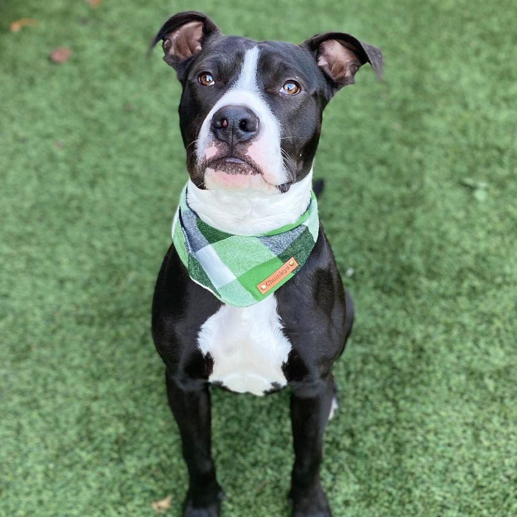 Mack, Adoptable, Adult Male Mixed Breed.