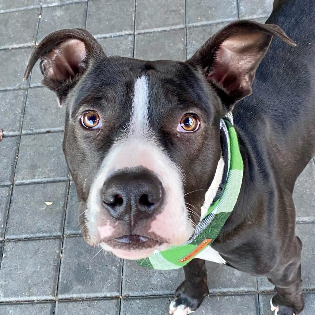 Mack, a Adoptable Mixed Breed in San Francisco, CA image 2/6