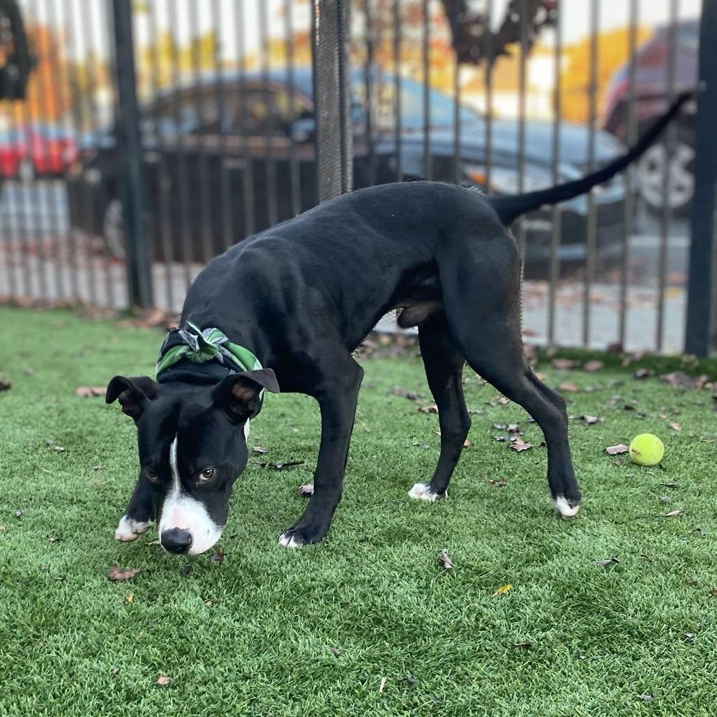 Mack, a Adoptable Mixed Breed in San Francisco, CA image 3/6