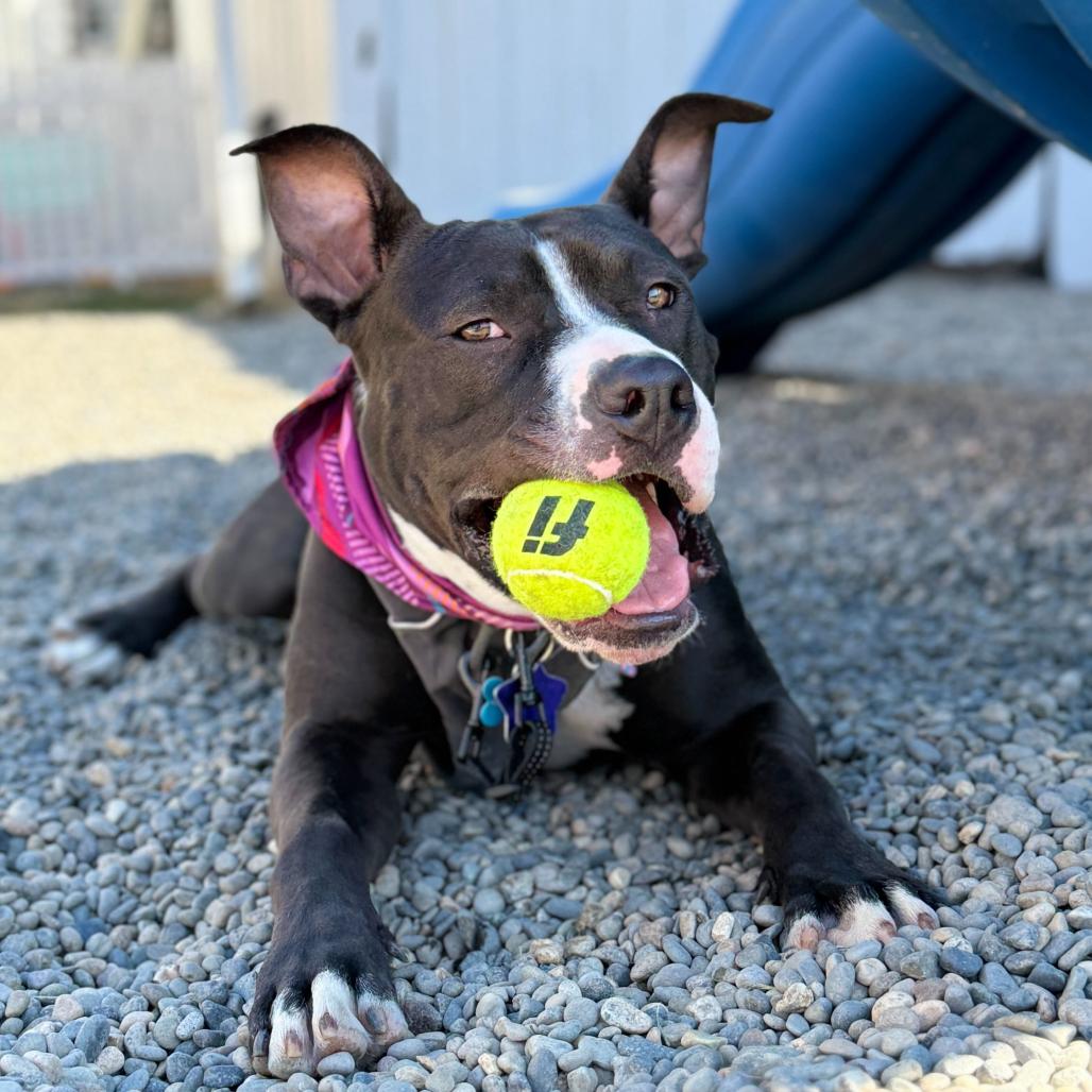 Mack, a Adoptable Mixed Breed in San Francisco, CA image 4/6