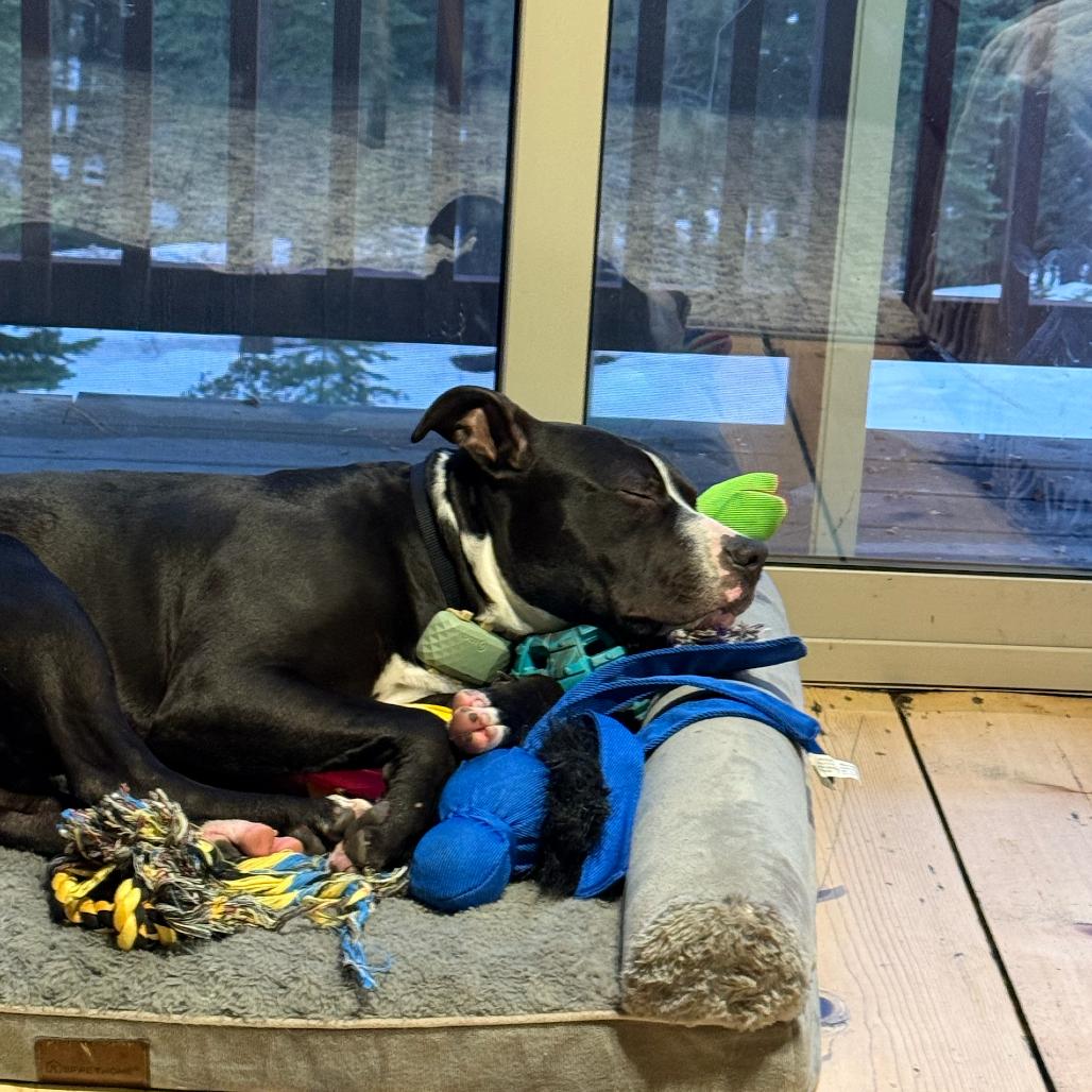 Mack, a Adoptable Mixed Breed in San Francisco, CA image 5/6