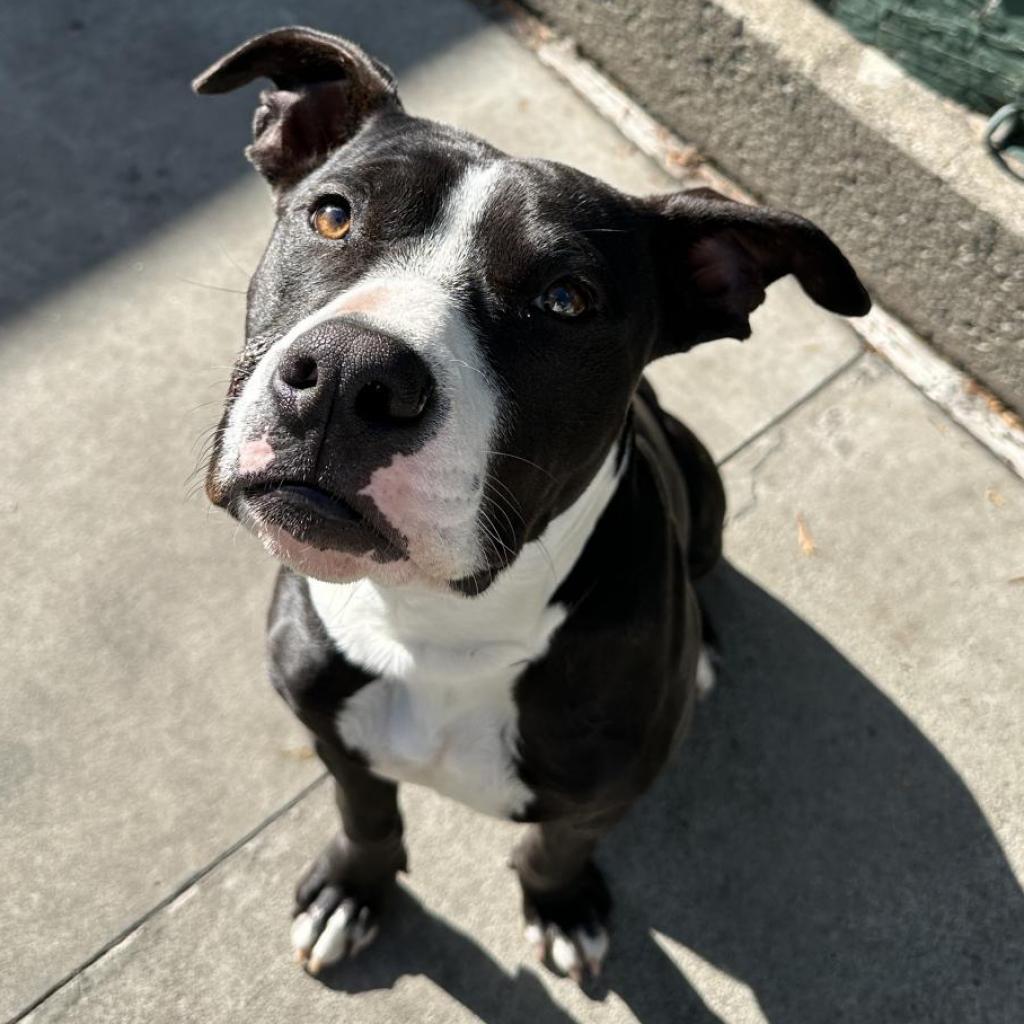 Mack, a Adoptable Mixed Breed in San Francisco, CA image 6/6