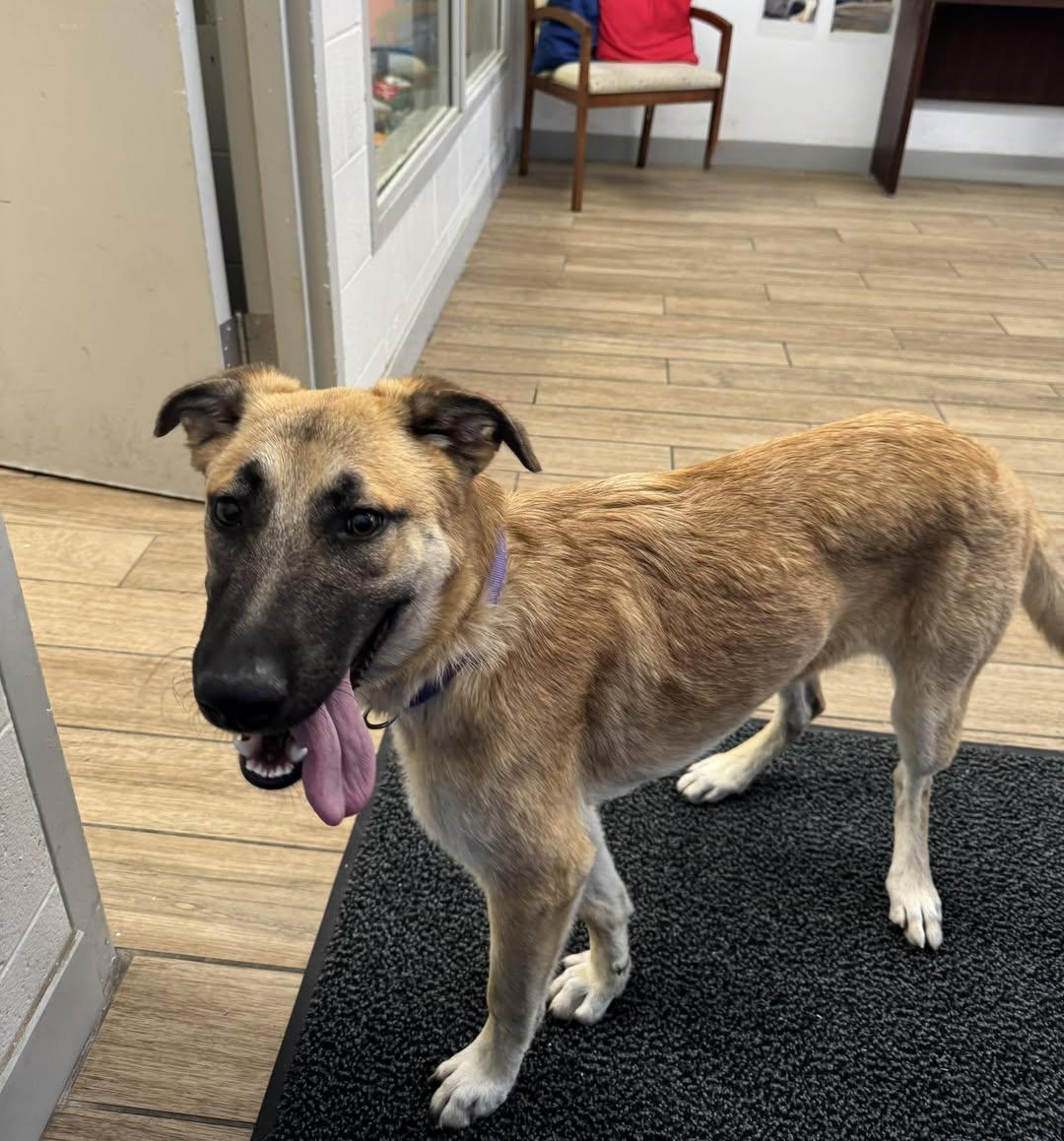 Enlarge Violet, a Adoptable German Shepherd Dog in Rowlett, TX image 1/1