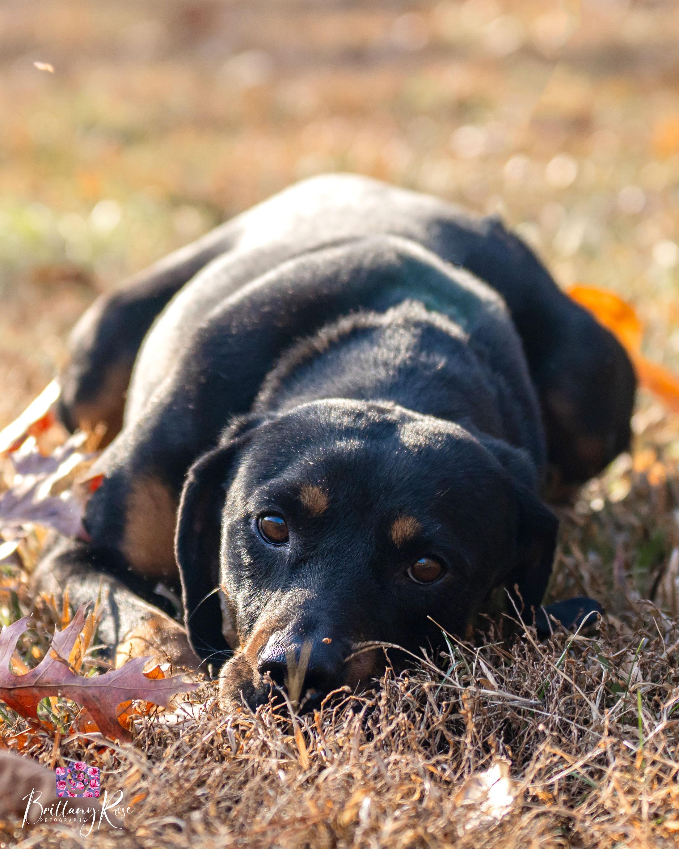 Enlarge Iduna , a ADOPTABLE Black and Tan Coonhound in Powhatan, VA image 2/6