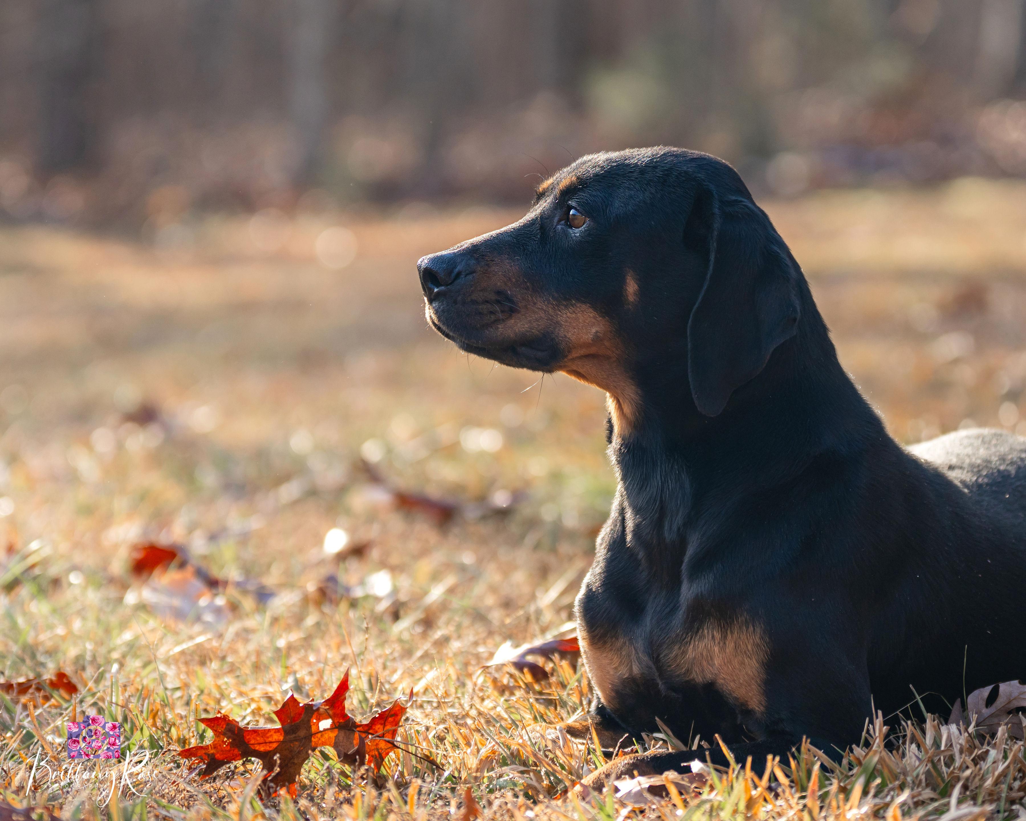 Enlarge Iduna , a ADOPTABLE Black and Tan Coonhound in Powhatan, VA image 4/6