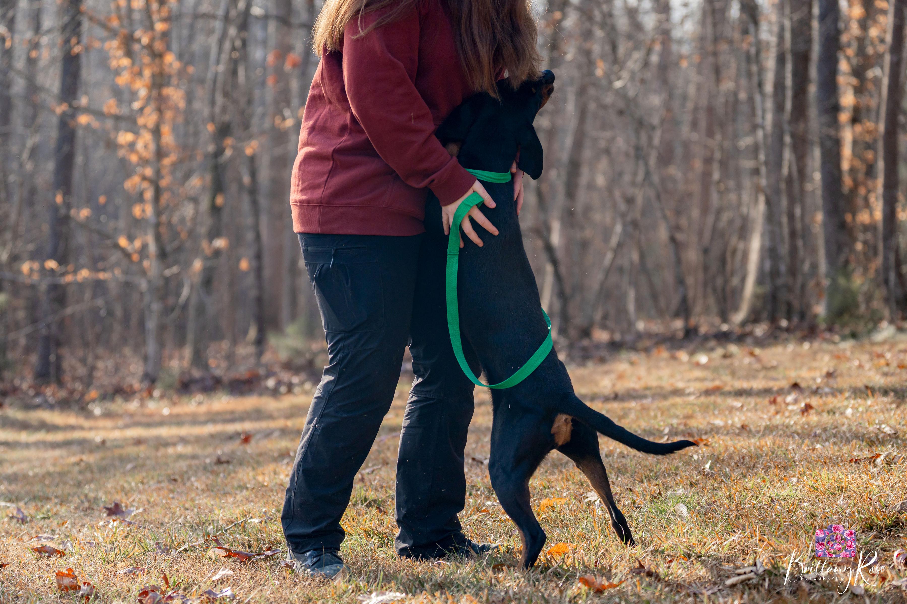 Enlarge Iduna , a ADOPTABLE Black and Tan Coonhound in Powhatan, VA image 3/6