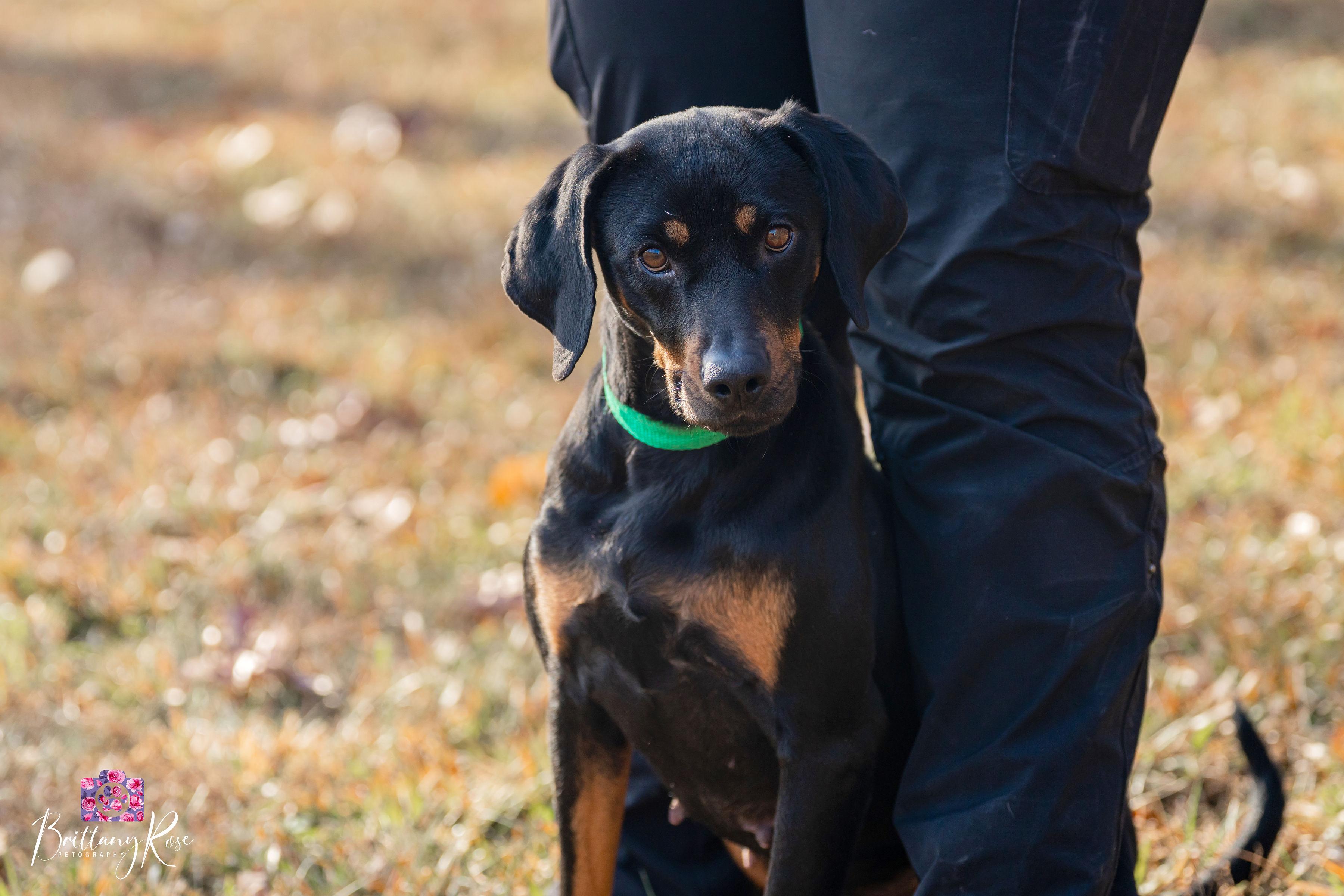 Enlarge Iduna , a ADOPTABLE Black and Tan Coonhound in Powhatan, VA image 5/6