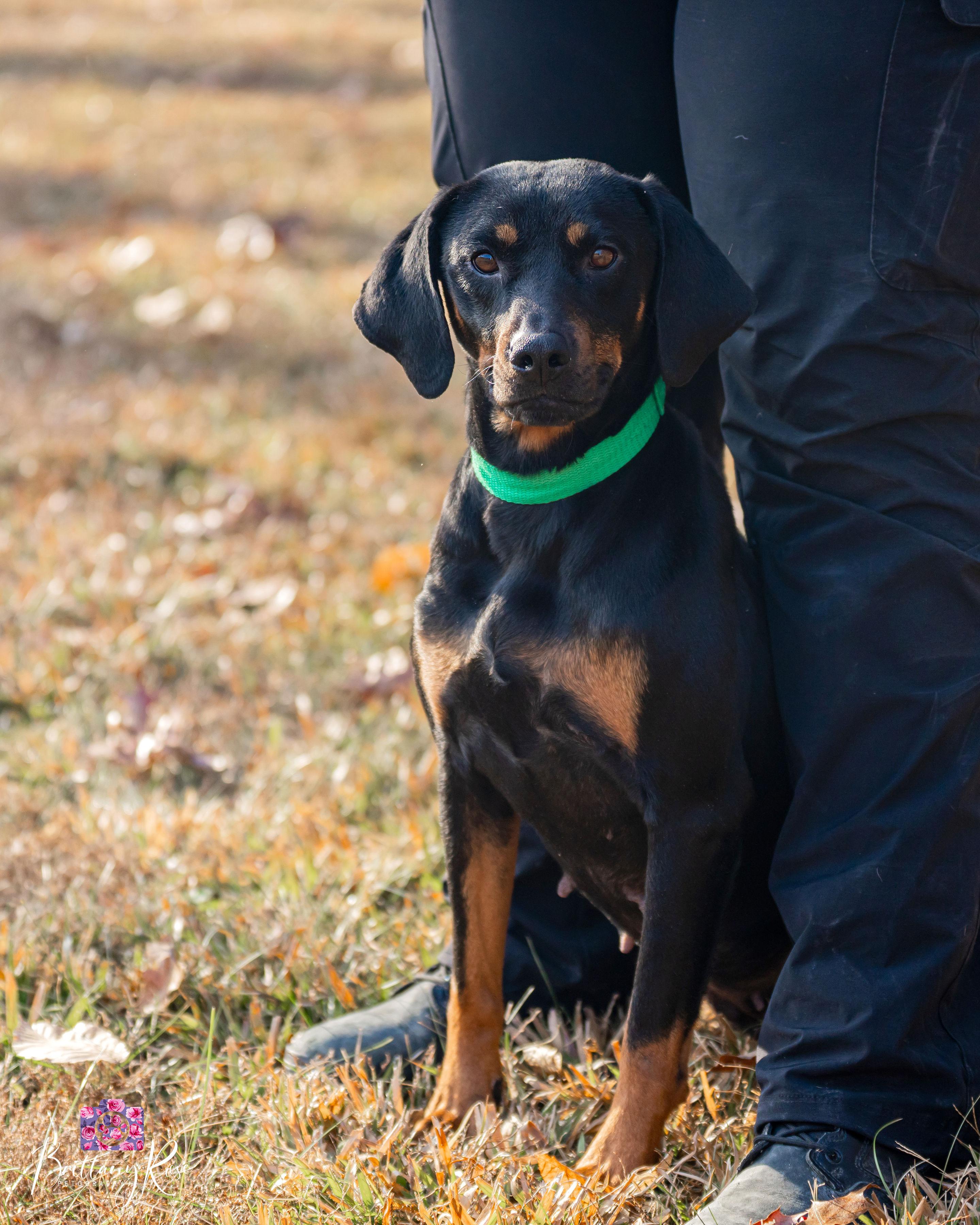 Enlarge Iduna , a ADOPTABLE Black and Tan Coonhound in Powhatan, VA image 6/6