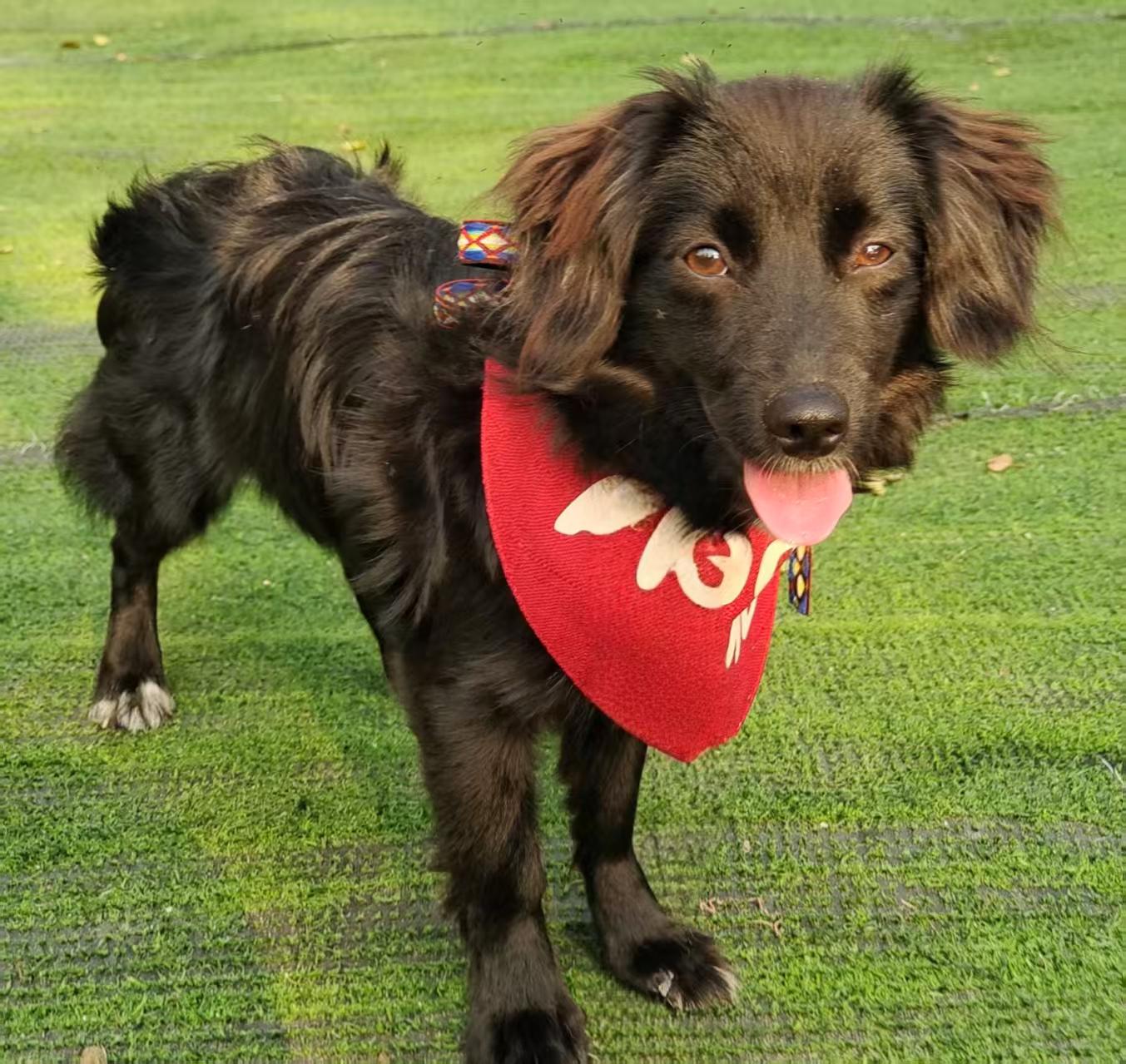Didi, Adopted, Young Female Dachshund (Long Haired) & Spaniel.