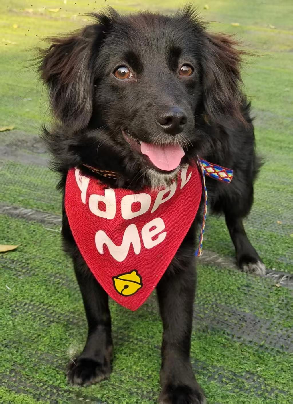 Enlarge Didi, a Adopted mixed breed in Peterborough, ON image 2/4