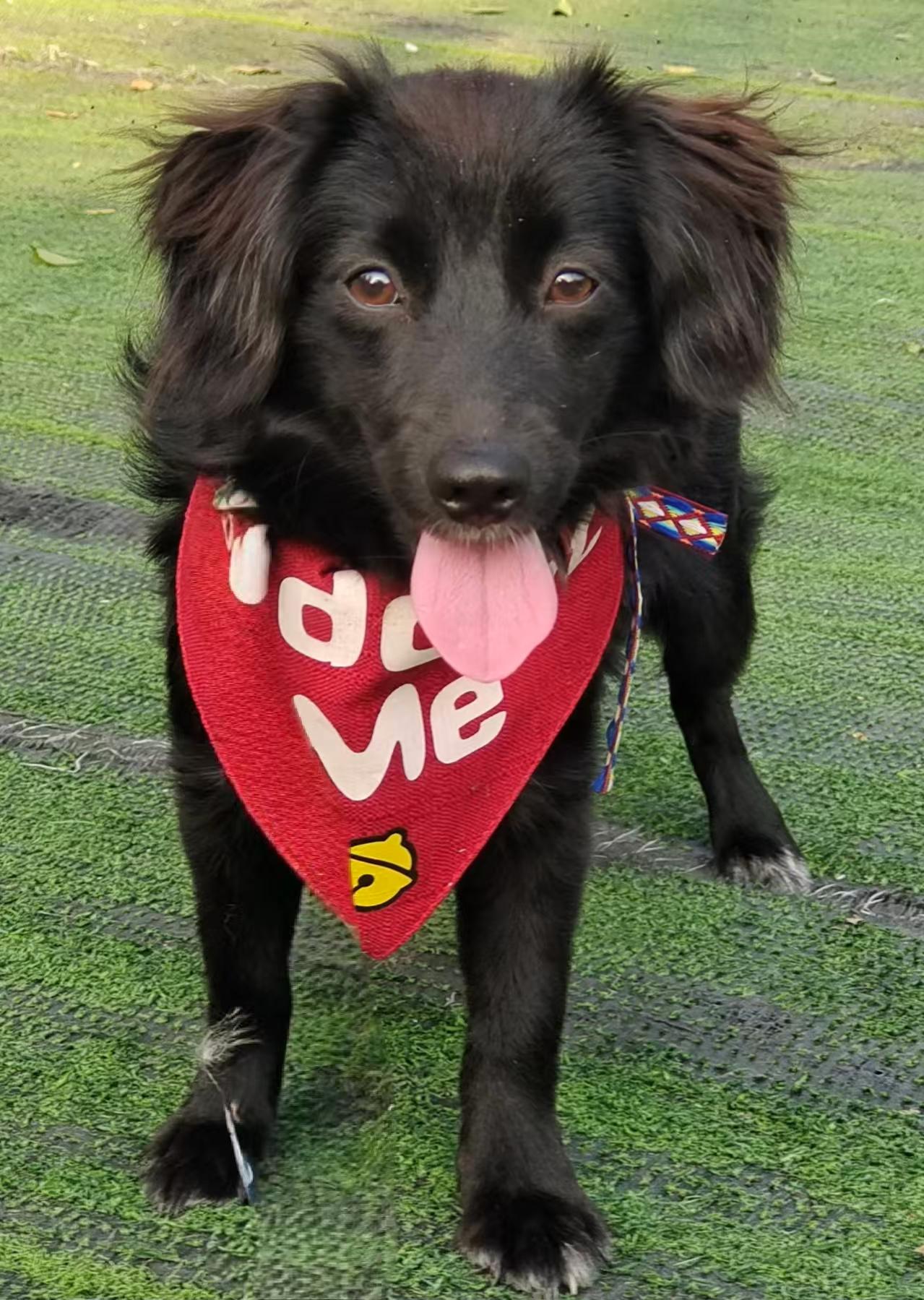 Enlarge Didi, a Adopted mixed breed in Peterborough, ON image 3/4