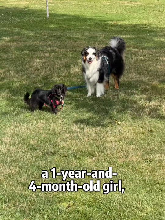 Enlarge Didi, a Adopted mixed breed in Peterborough, ON video 4/4