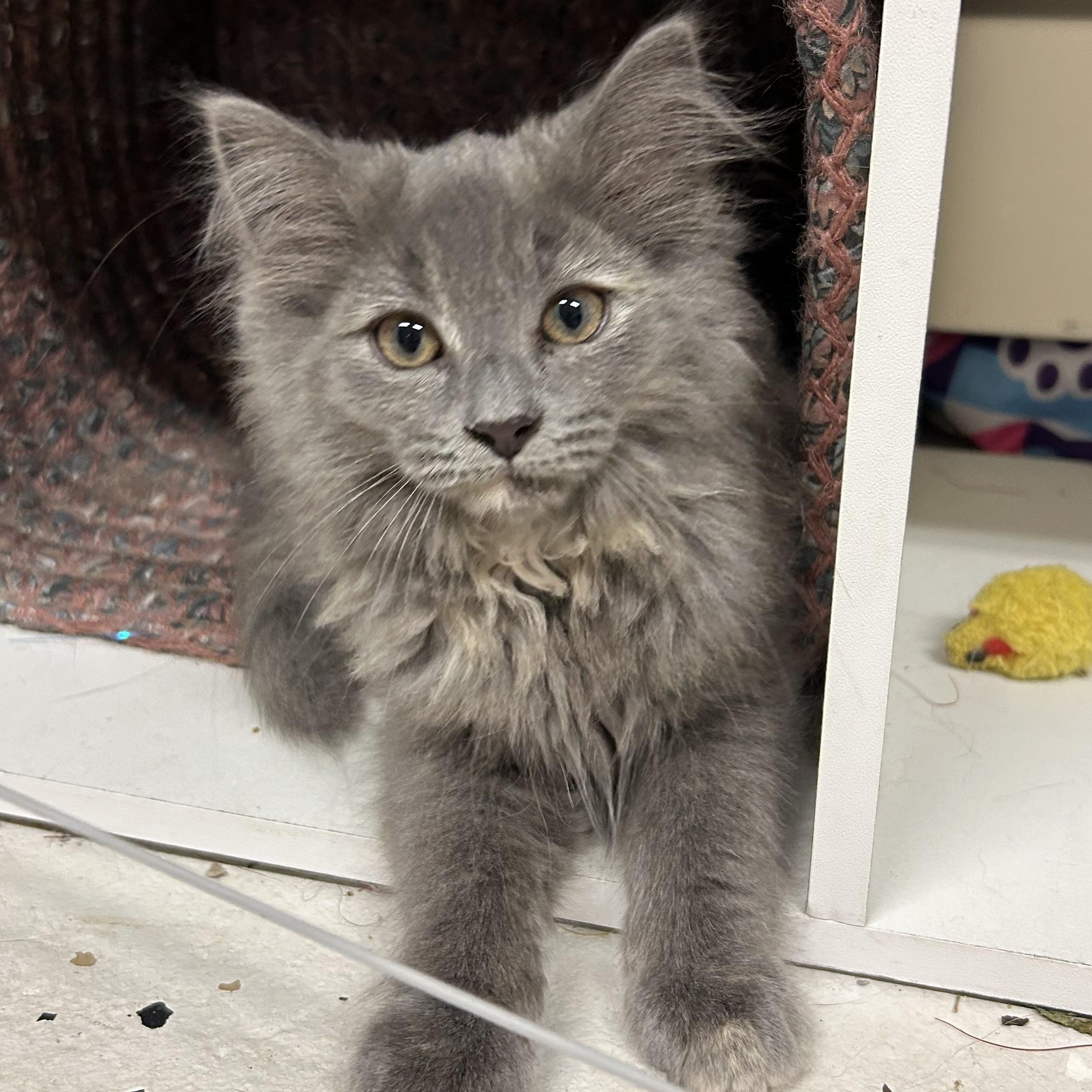 Boop, an adopted Domestic Long Hair in Warwick, RI image 1/2