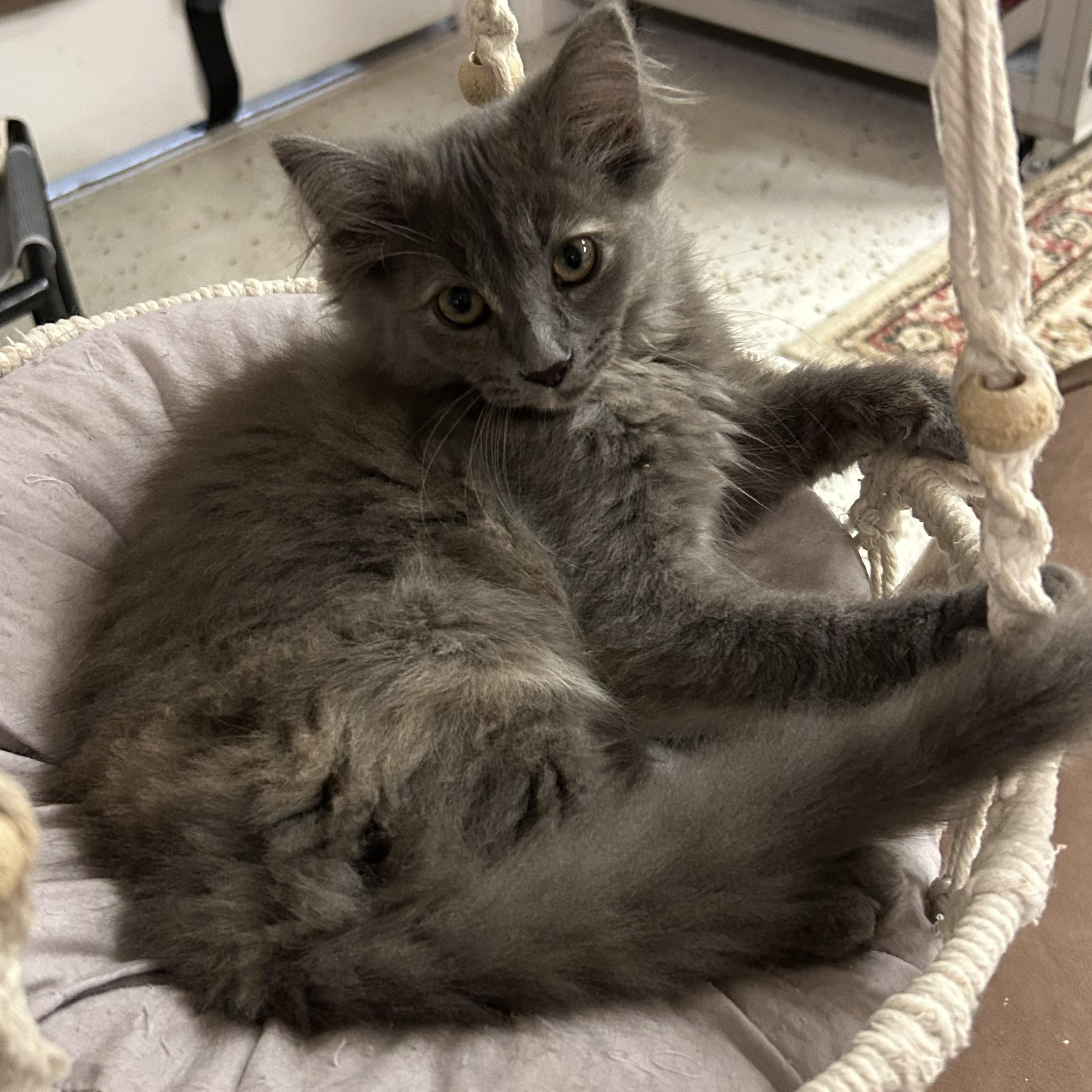 Boop, an adopted Domestic Long Hair in Warwick, RI image 2/2