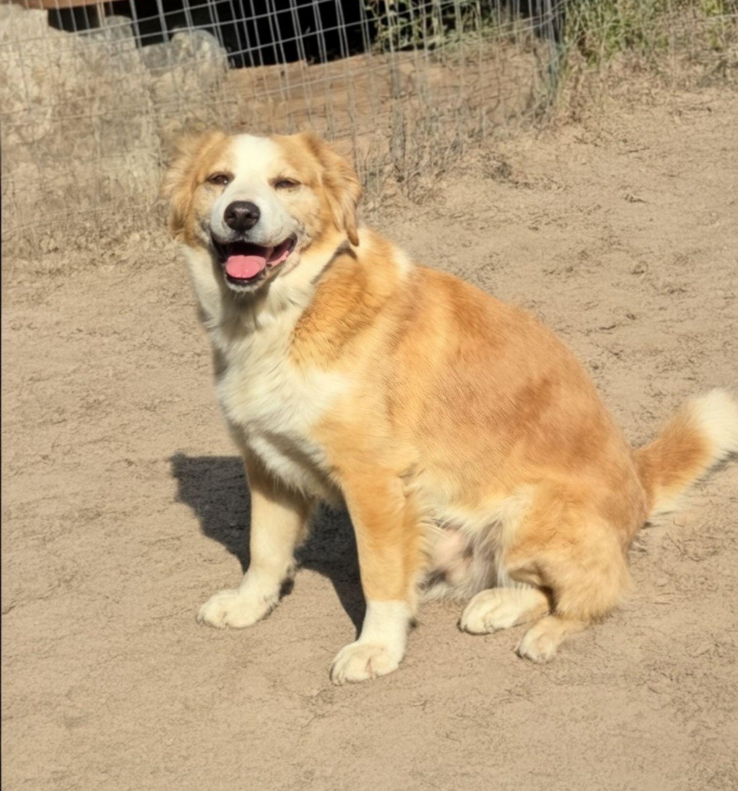 Enlarge Bruno, a ADOPTABLE mixed breed in Luling, TX image 2/4