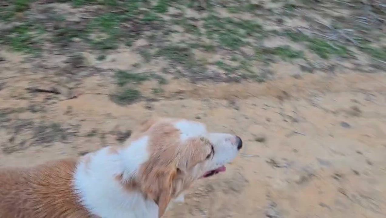 Enlarge Bruno, a ADOPTABLE mixed breed in Luling, TX video 1/4