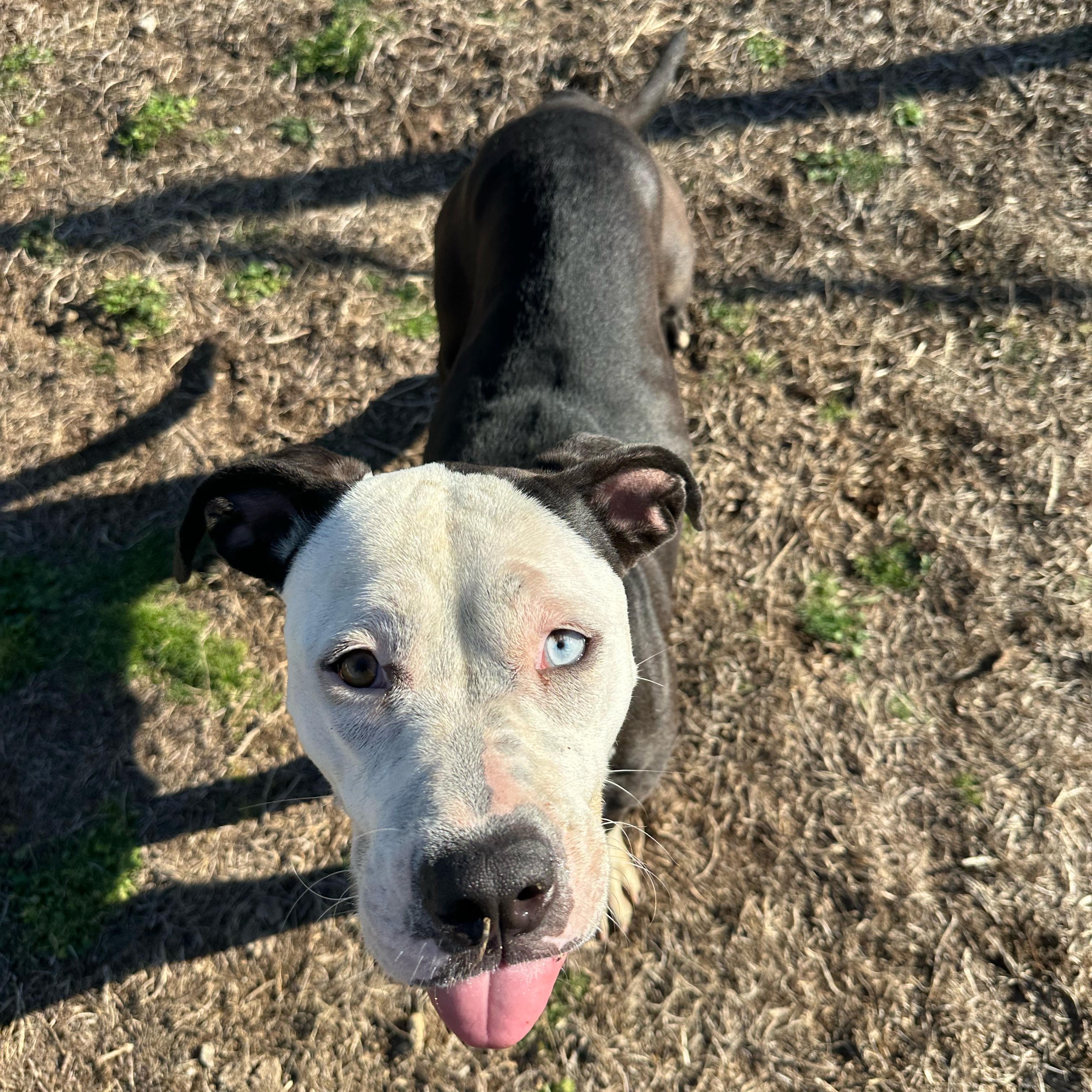 Enlarge Blossom, a ADOPTABLE mixed breed in Valdosta, GA image 3/5