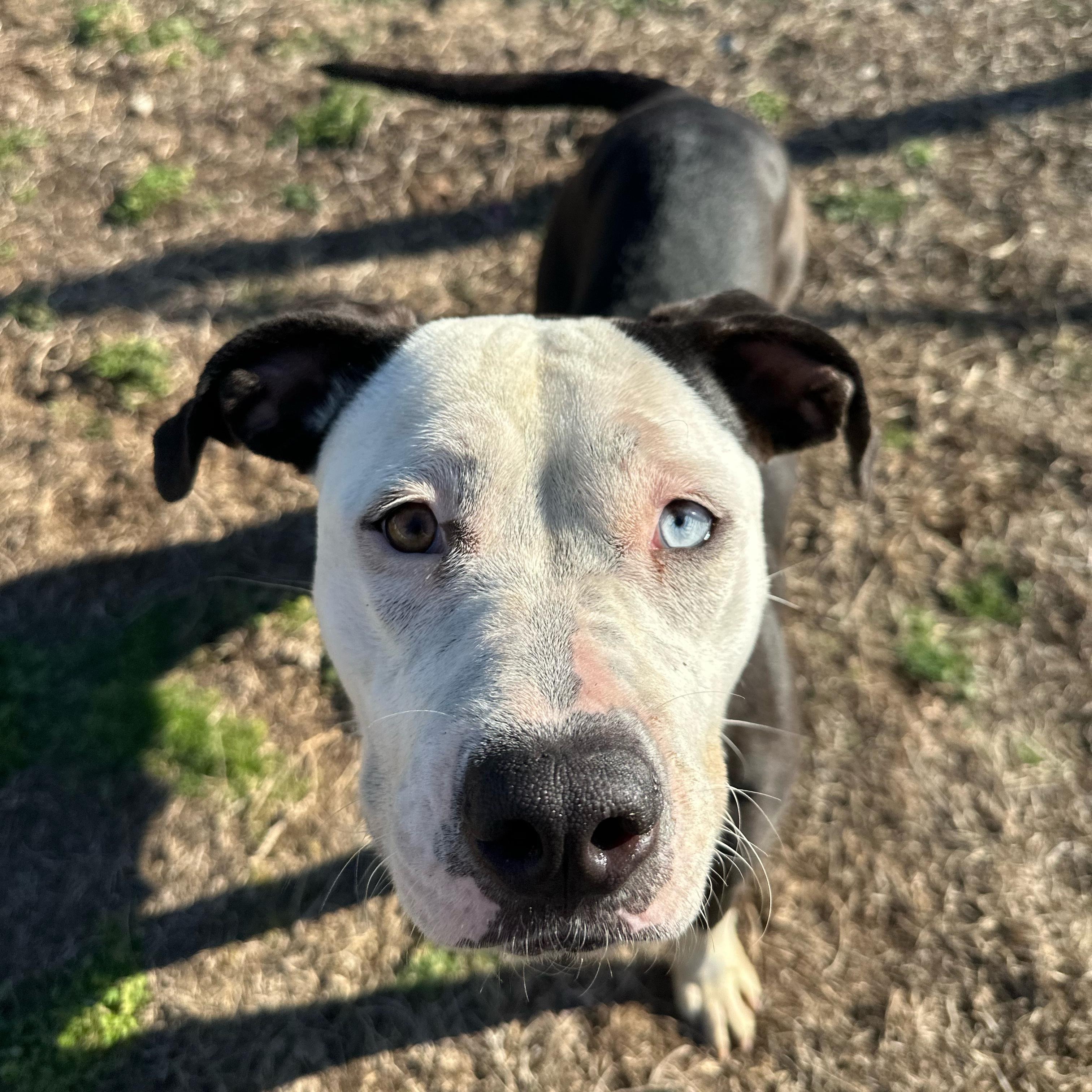 Blossom, ADOPTABLE, Young Female Pit Bull Terrier.