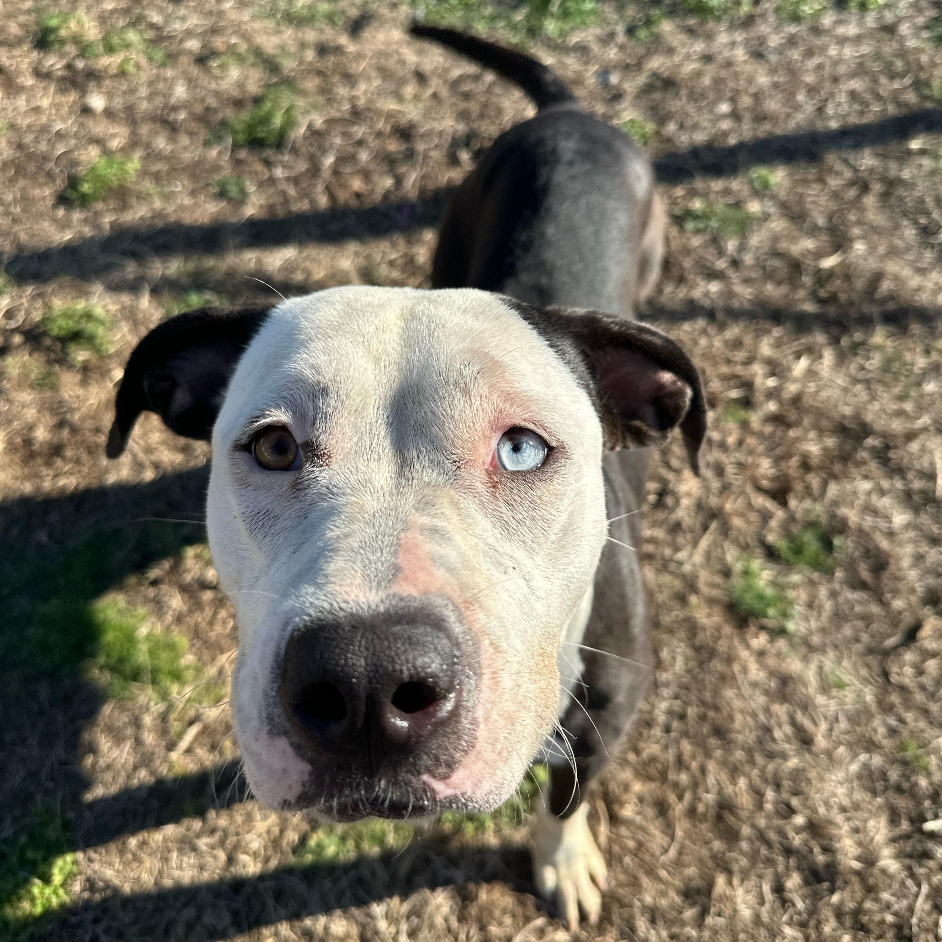 Enlarge Blossom, a ADOPTABLE mixed breed in Valdosta, GA image 4/5