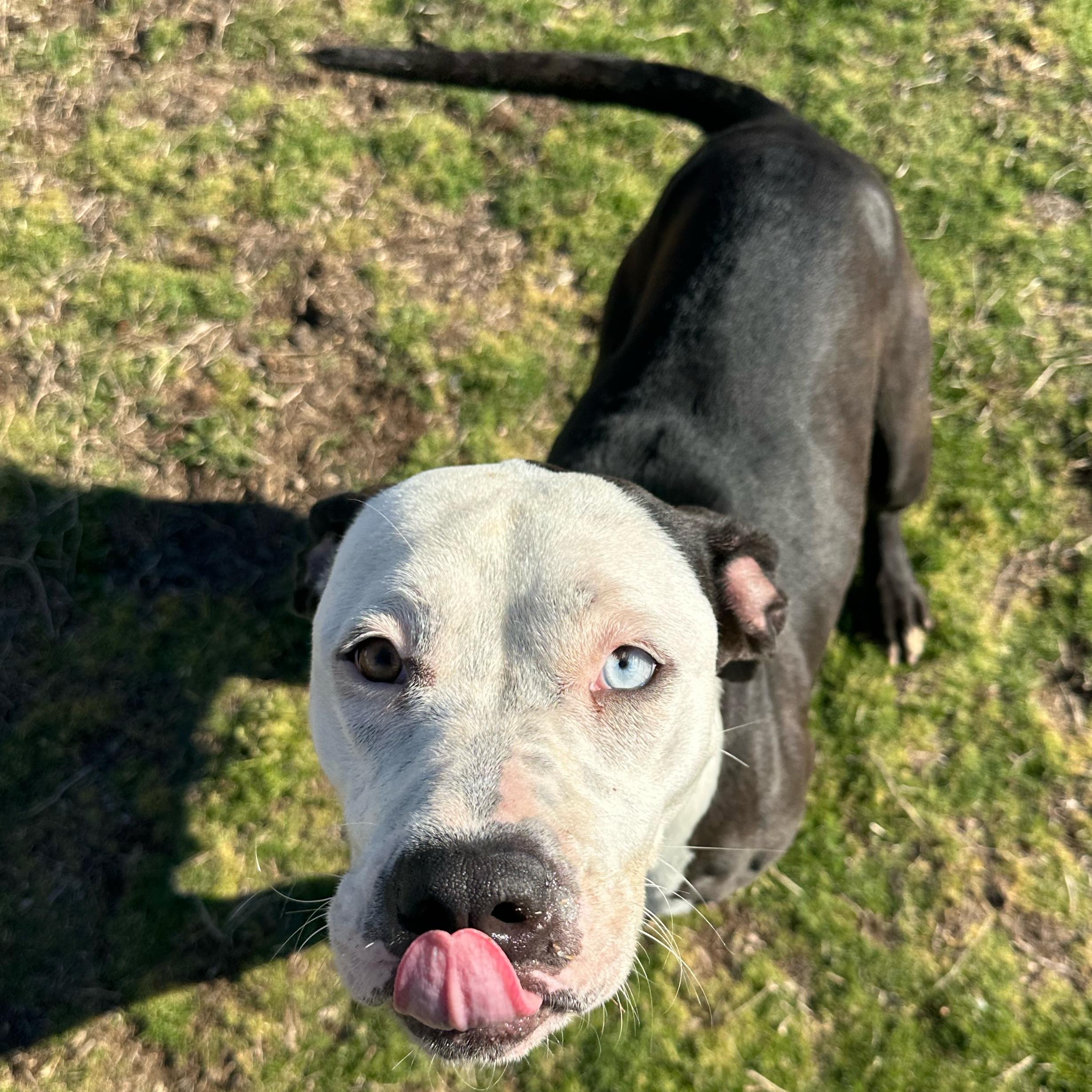 Enlarge Blossom, a ADOPTABLE mixed breed in Valdosta, GA image 5/5