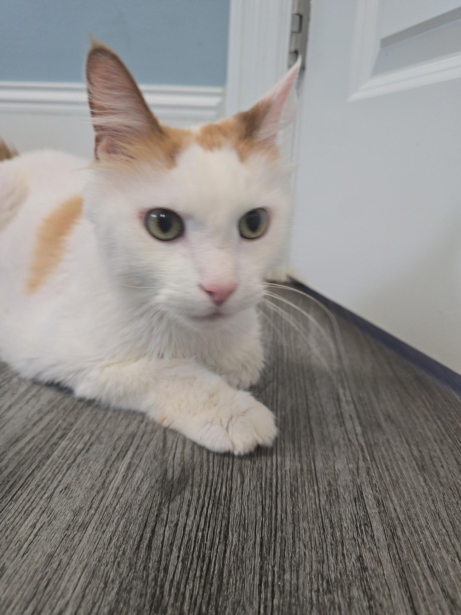 Robbins, a ADOPTABLE mixed breed in Cedars, PA image 3/4