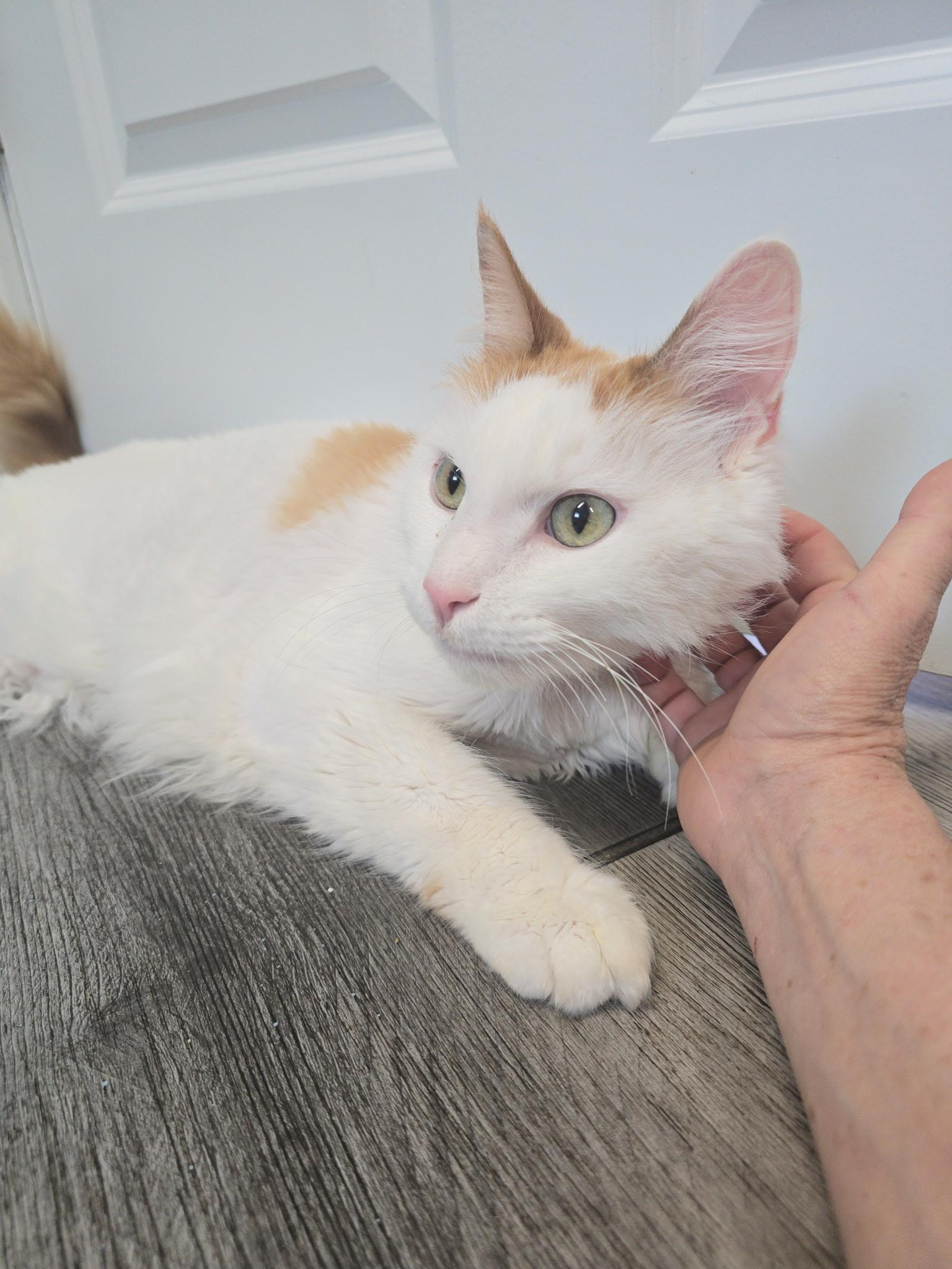 Robbins, ADOPTABLE, Senior Male Domestic Long Hair & Tabby.