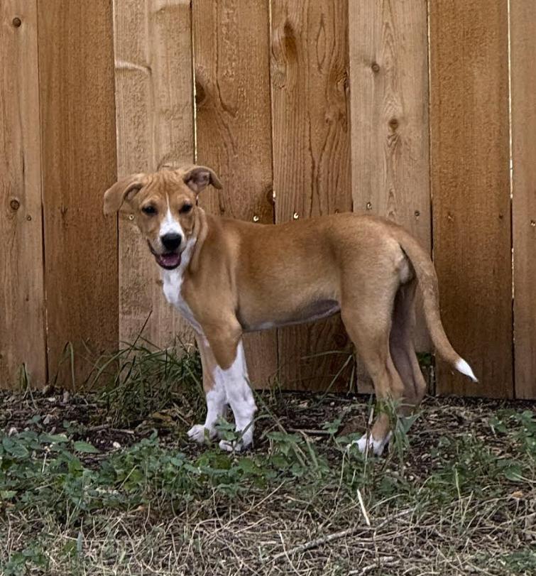 Enlarge Lily, a Adoptable mixed breed in Pflugerville, TX image 2/4