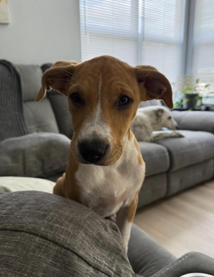 Enlarge Lily, a Adoptable mixed breed in Pflugerville, TX image 4/4