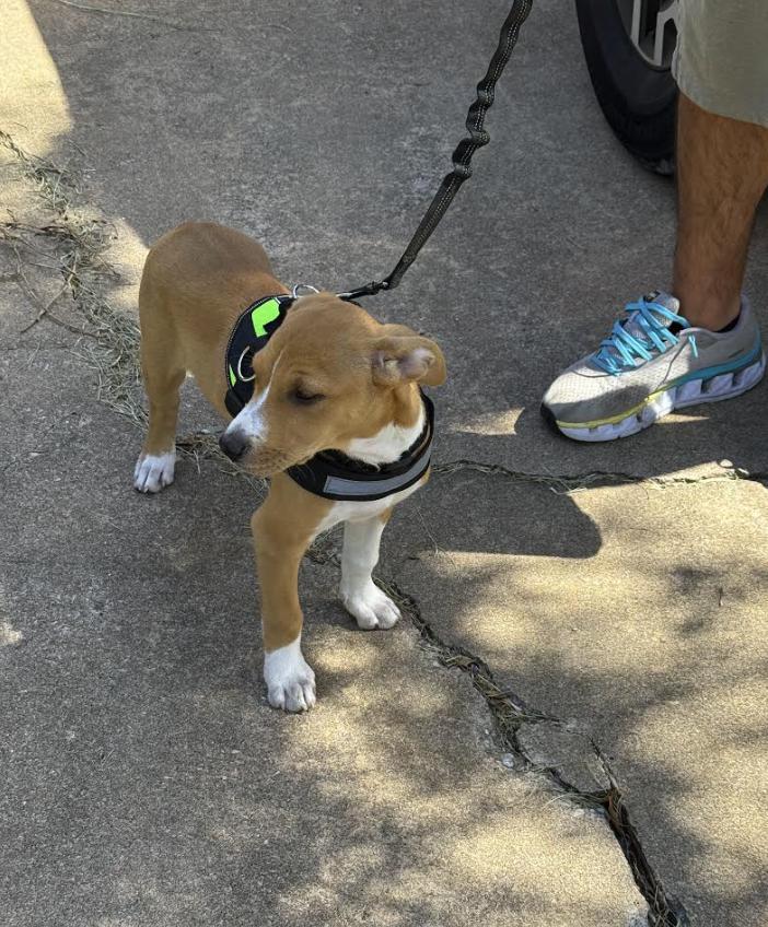 Enlarge Lily, a Adoptable mixed breed in Pflugerville, TX image 3/4