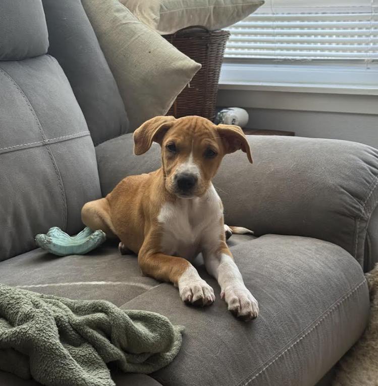 Lily, Adoptable, Puppy Female Labrador Retriever.