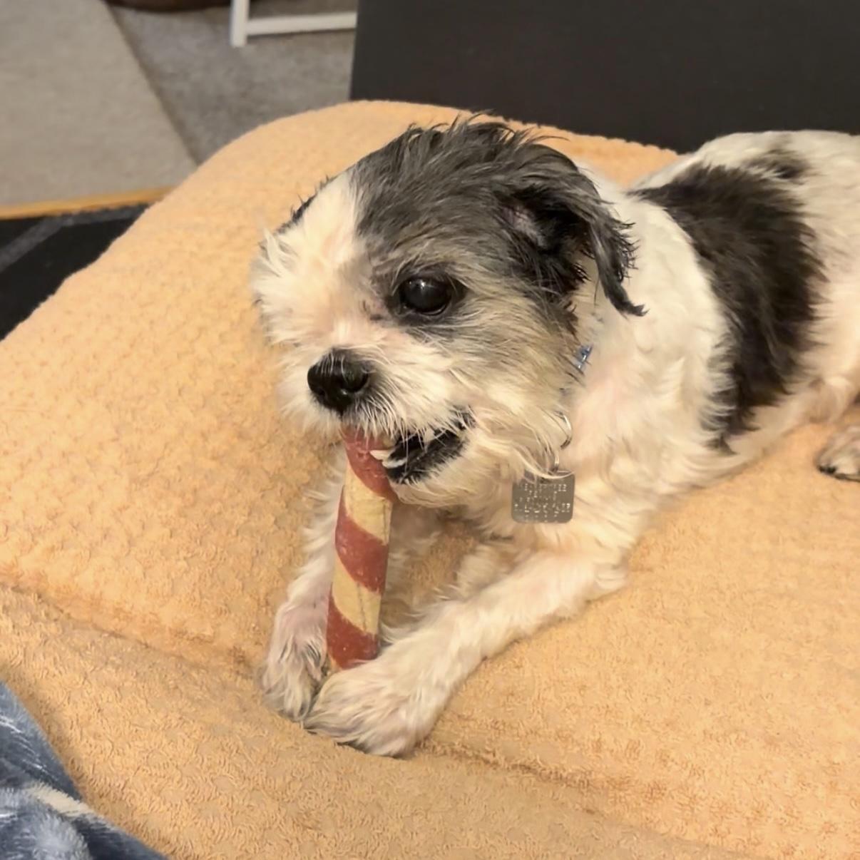 Bruce, a ADOPTABLE Shih Tzu in Rensselaer, NY image 3/5
