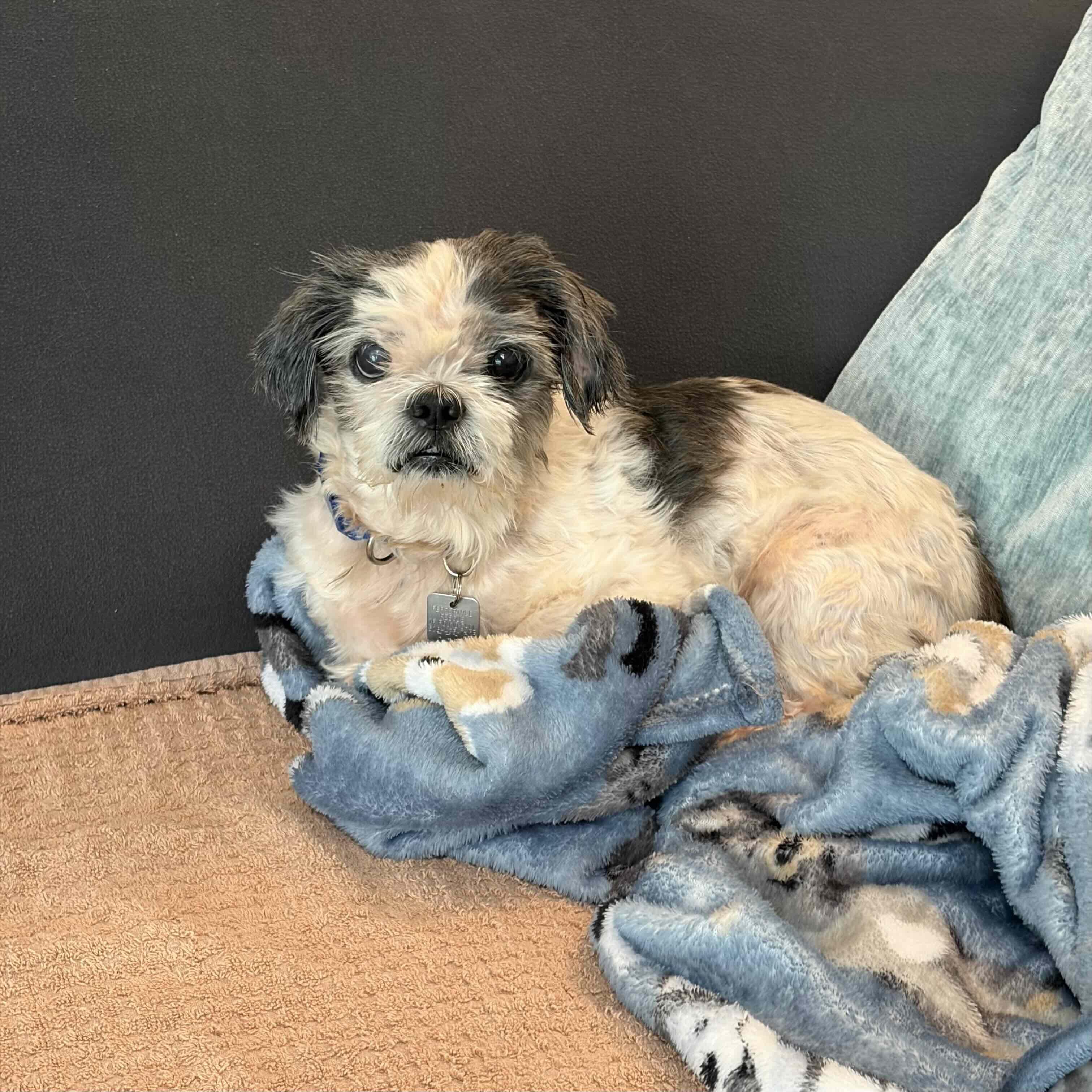 Bruce, a ADOPTABLE Shih Tzu in Rensselaer, NY image 4/5
