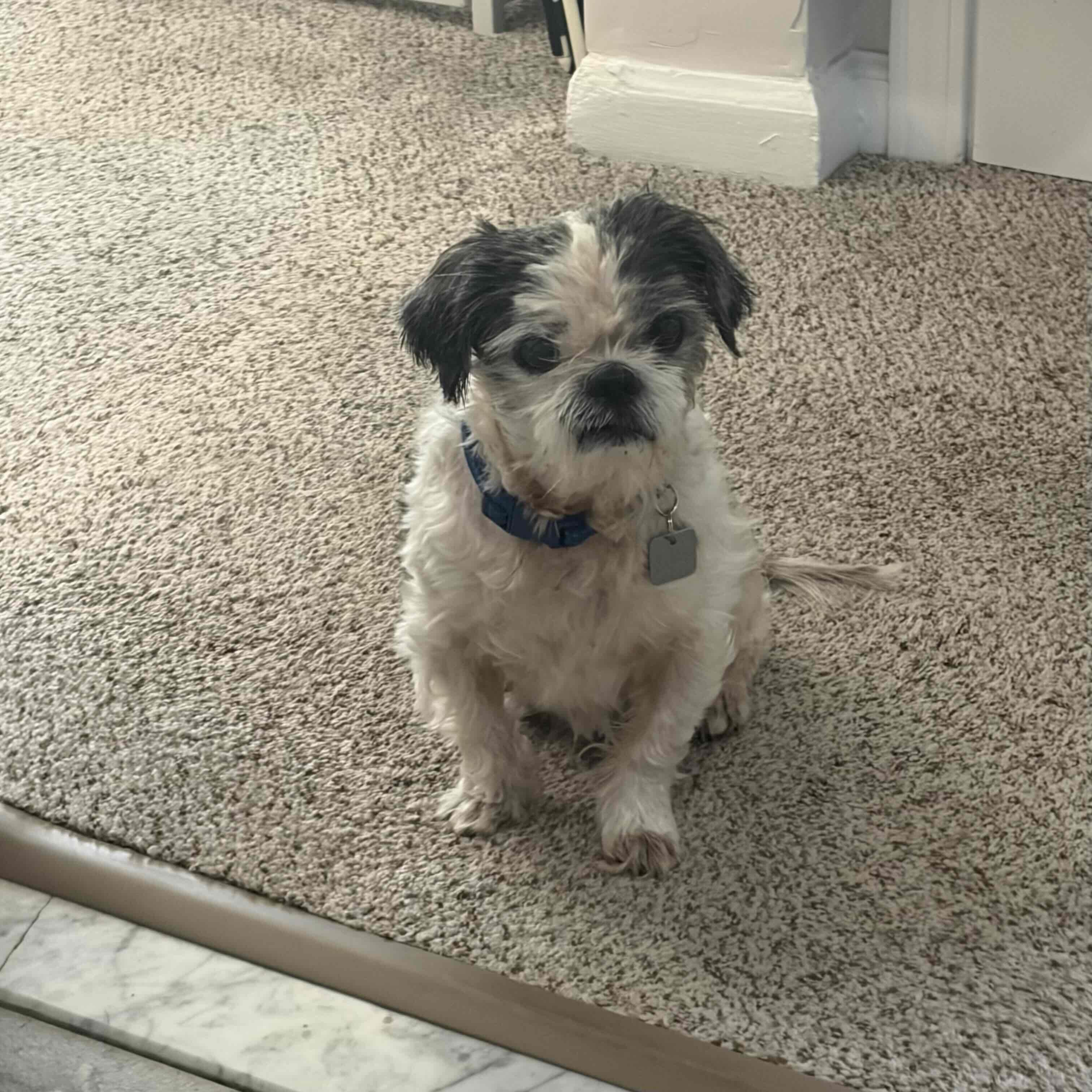 Bruce, a ADOPTABLE Shih Tzu in Rensselaer, NY image 5/5