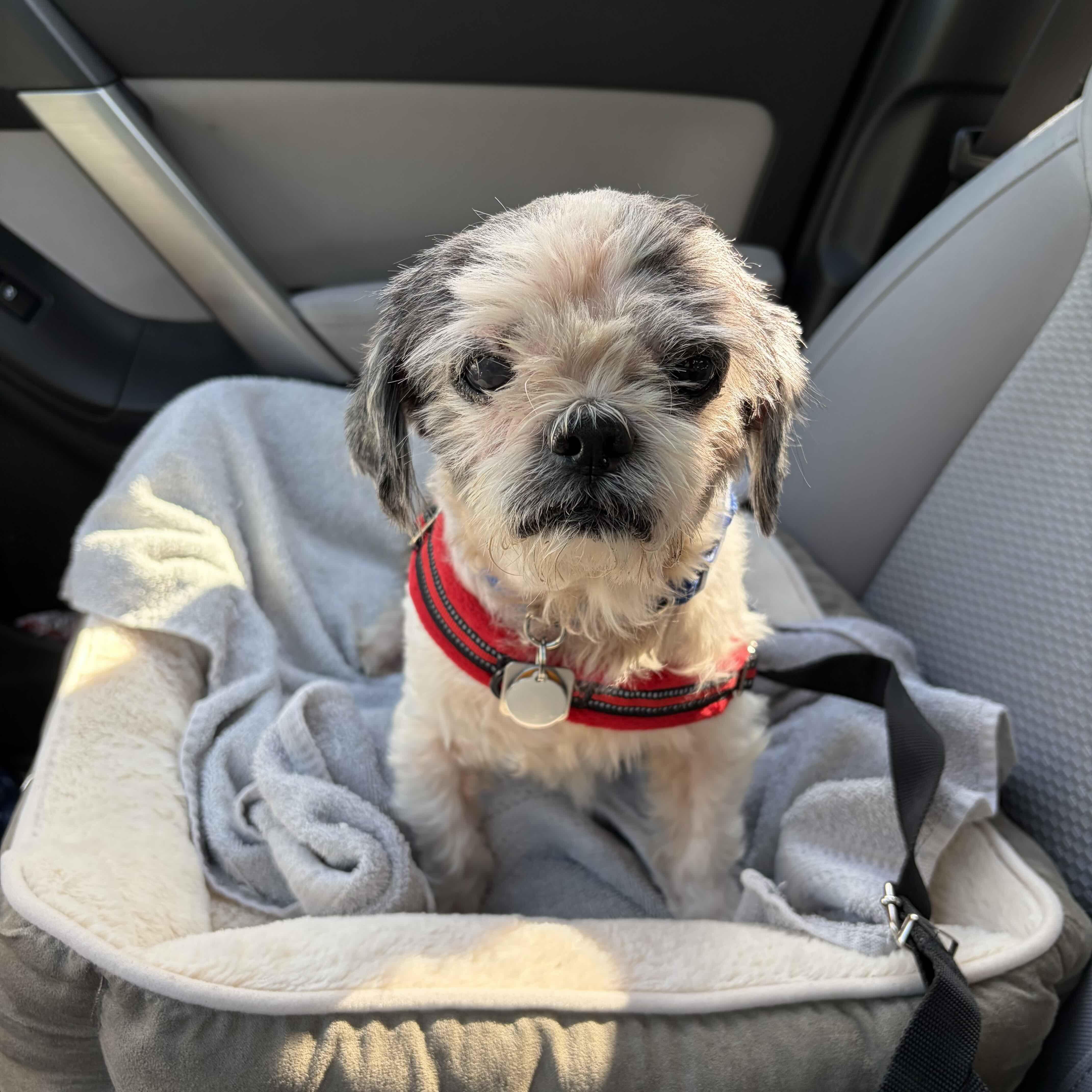 Bruce, ADOPTABLE, Senior Male Shih Tzu.