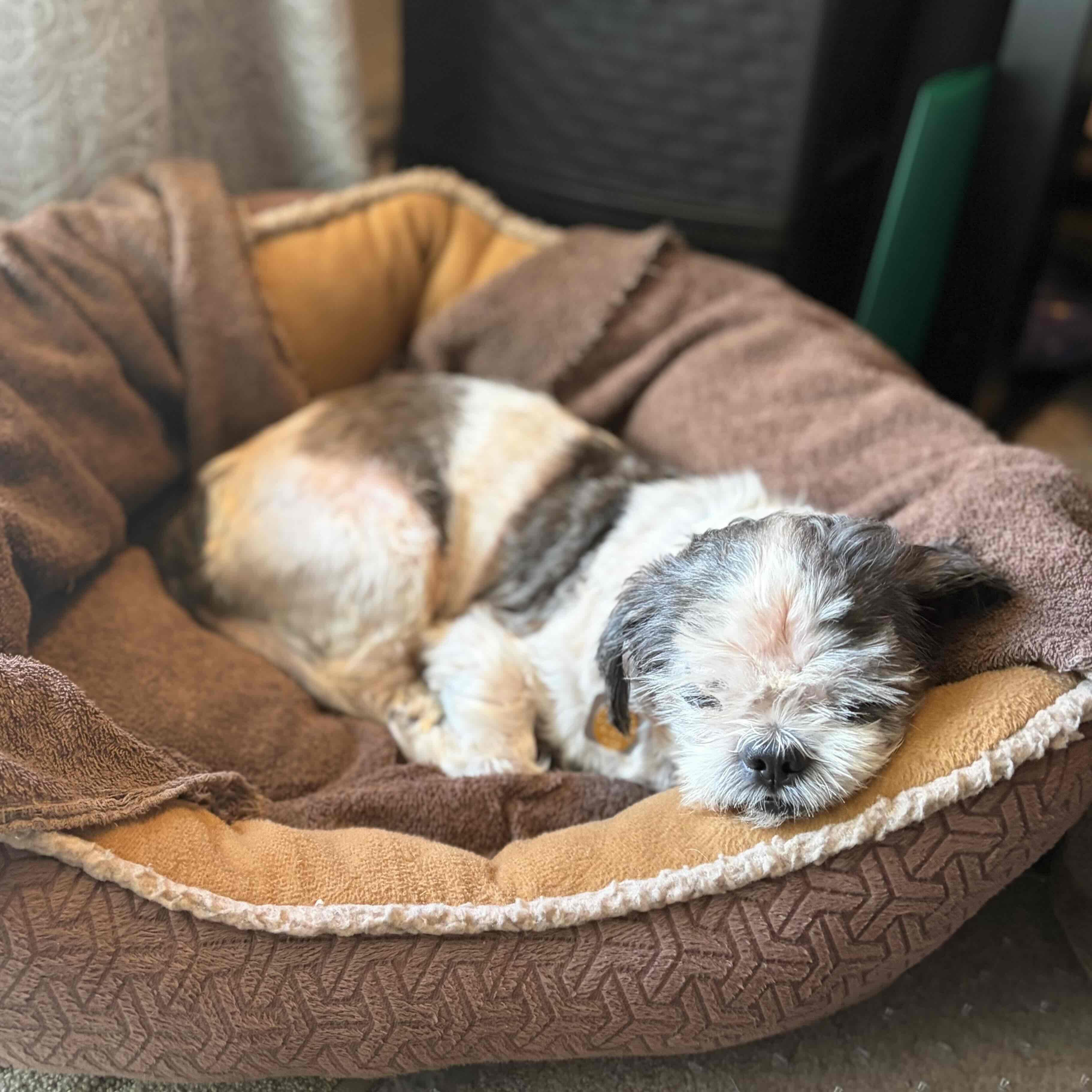 Bruce, a ADOPTABLE Shih Tzu in Rensselaer, NY image 2/5