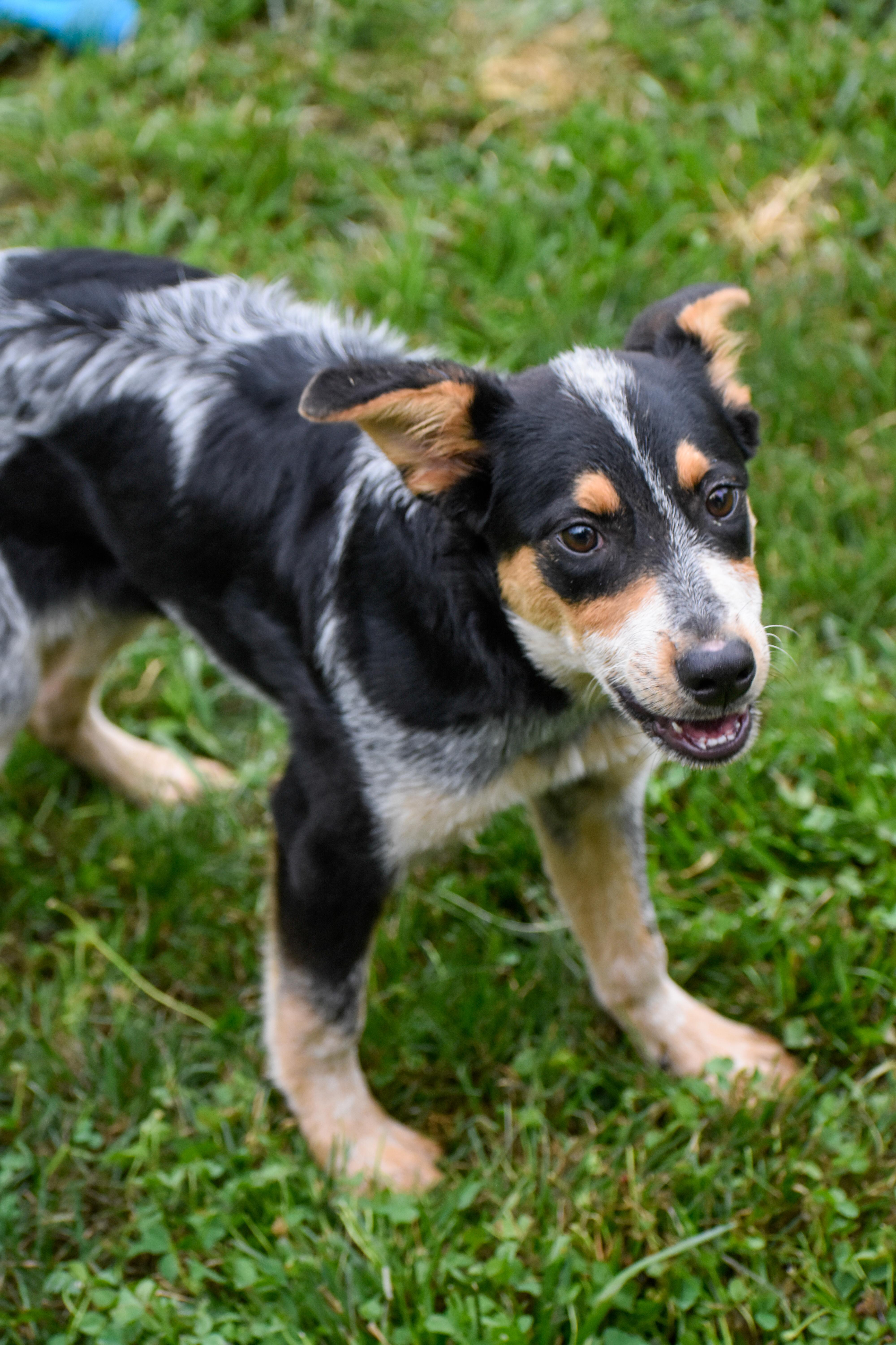 Enlarge Piston, a Adoptable Australian Cattle Dog / Blue Heeler in Indianapolis, IN image 2/4