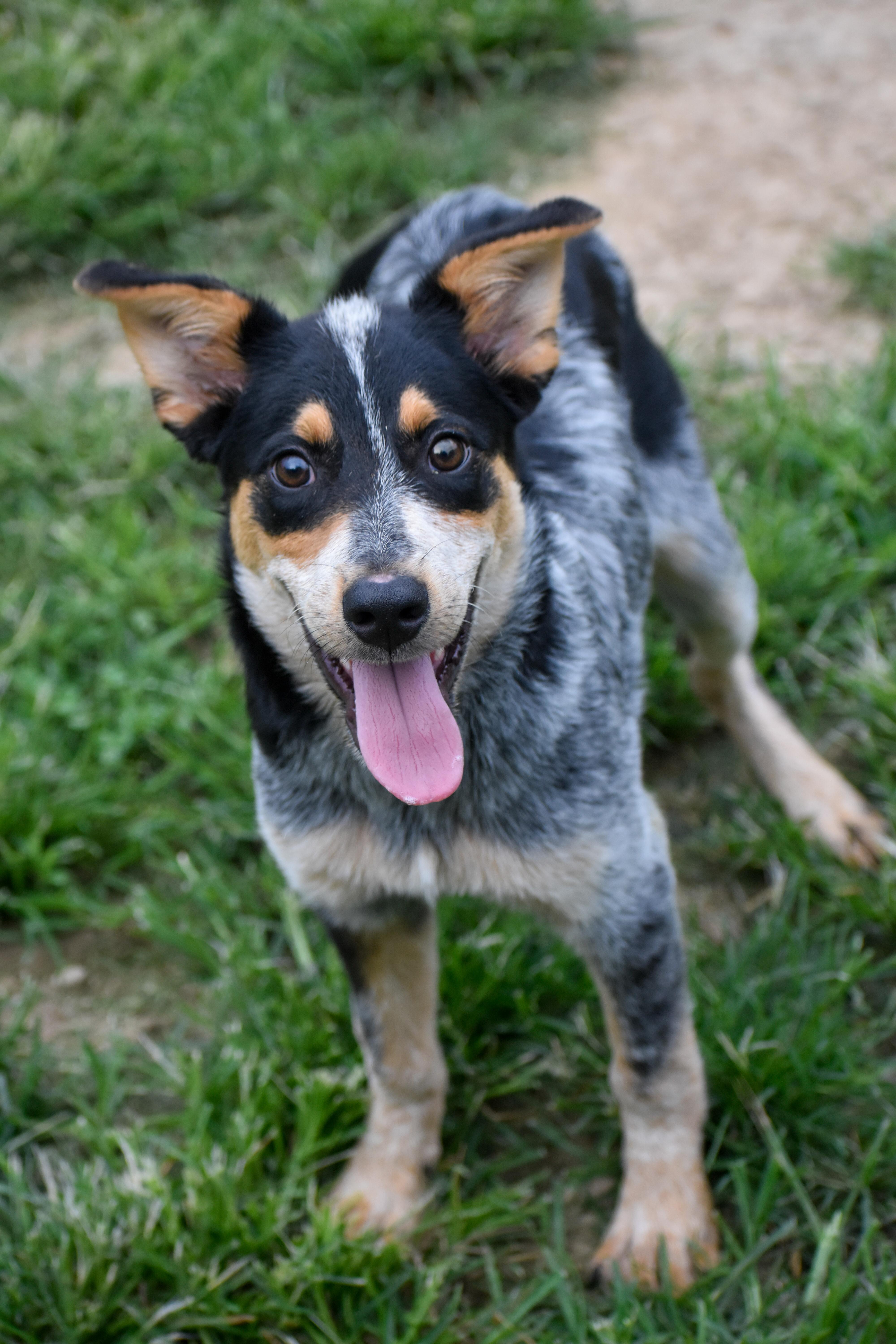 Piston, Adoptable, Puppy Male Australian Cattle Dog / Blue Heeler.