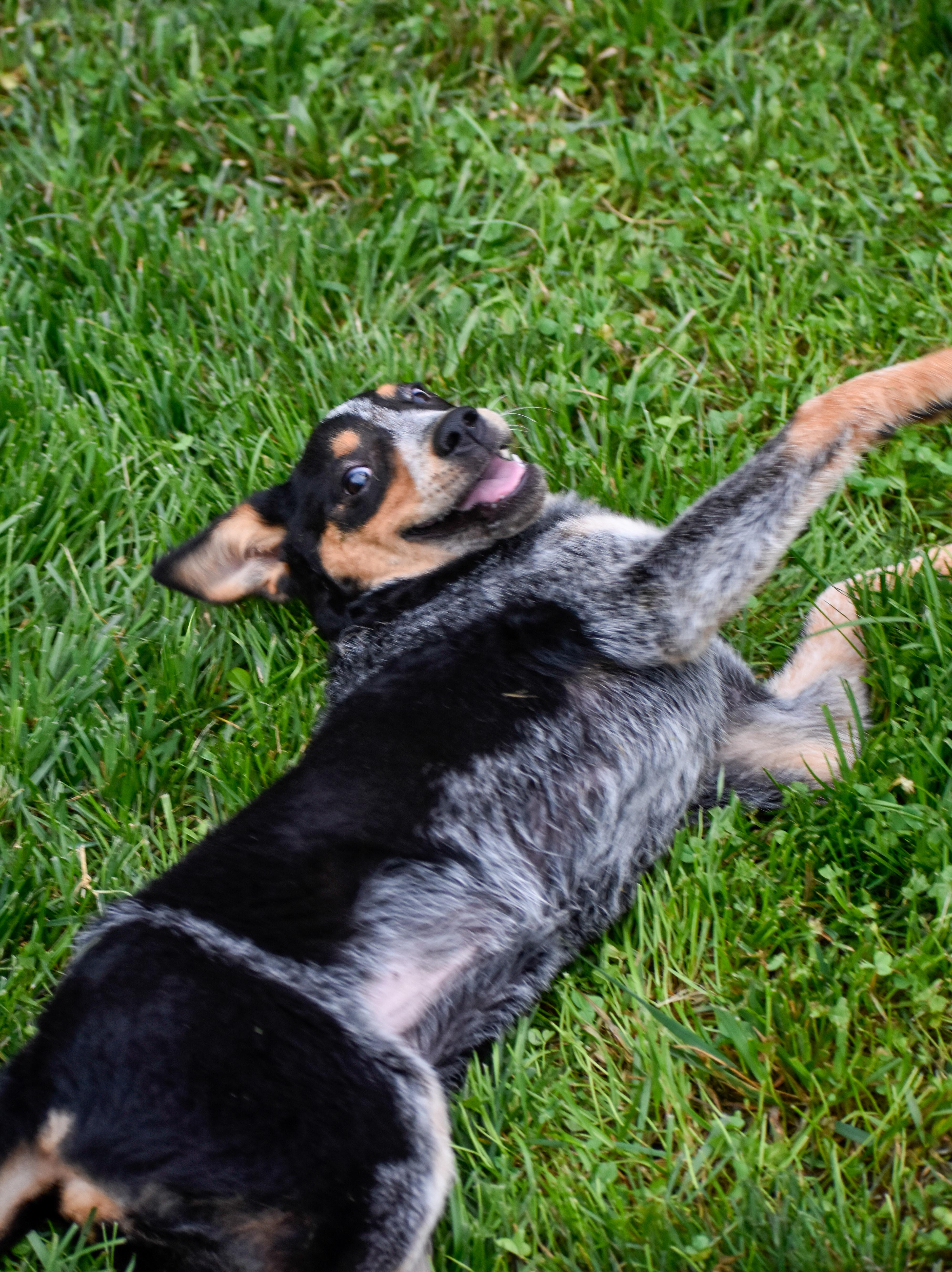Enlarge Piston, a Adoptable Australian Cattle Dog / Blue Heeler in Indianapolis, IN image 3/4