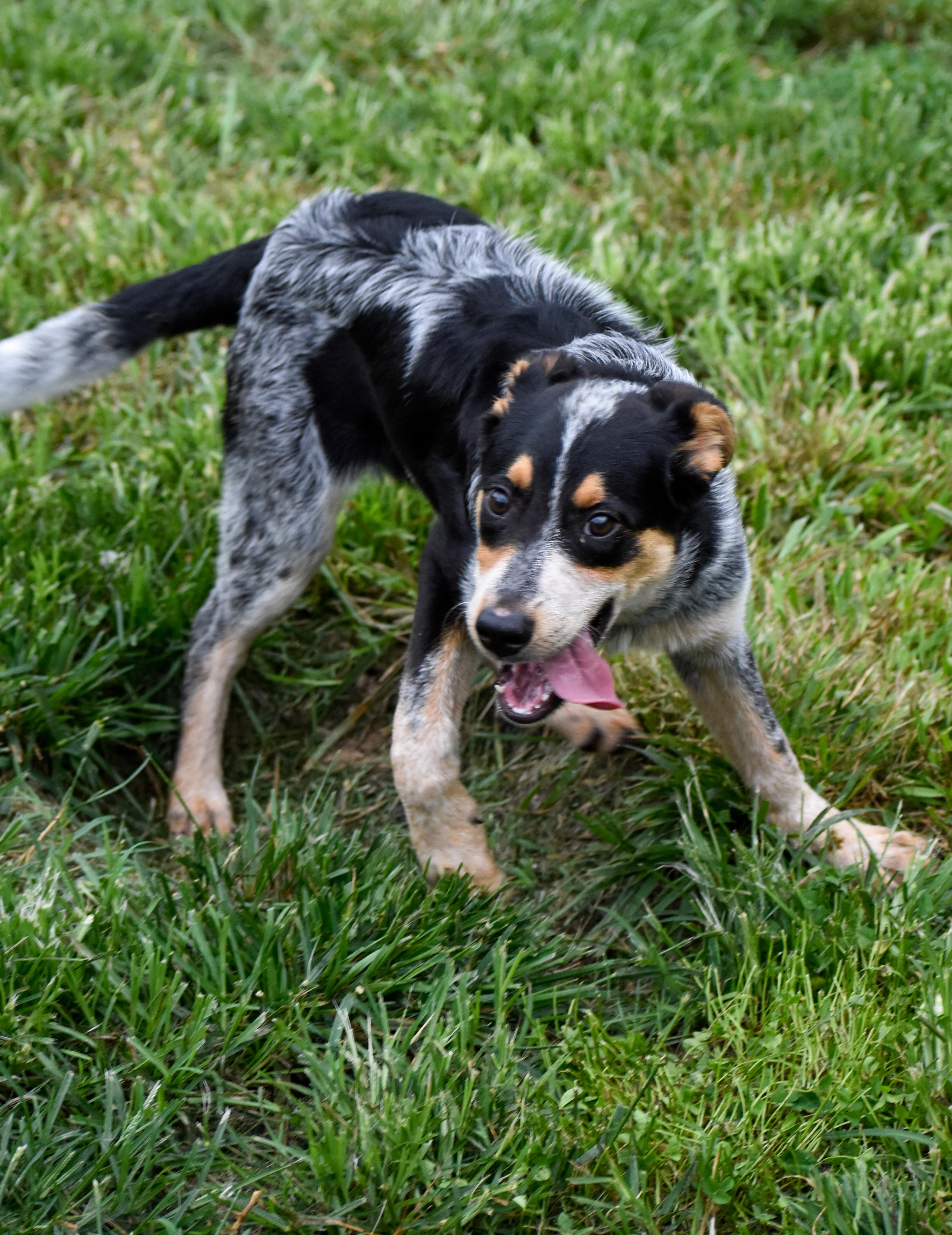 Enlarge Piston, a Adoptable Australian Cattle Dog / Blue Heeler in Indianapolis, IN image 4/4