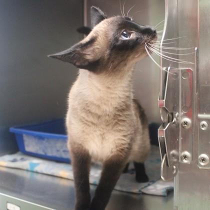 Serafina, Adult Female Siamese