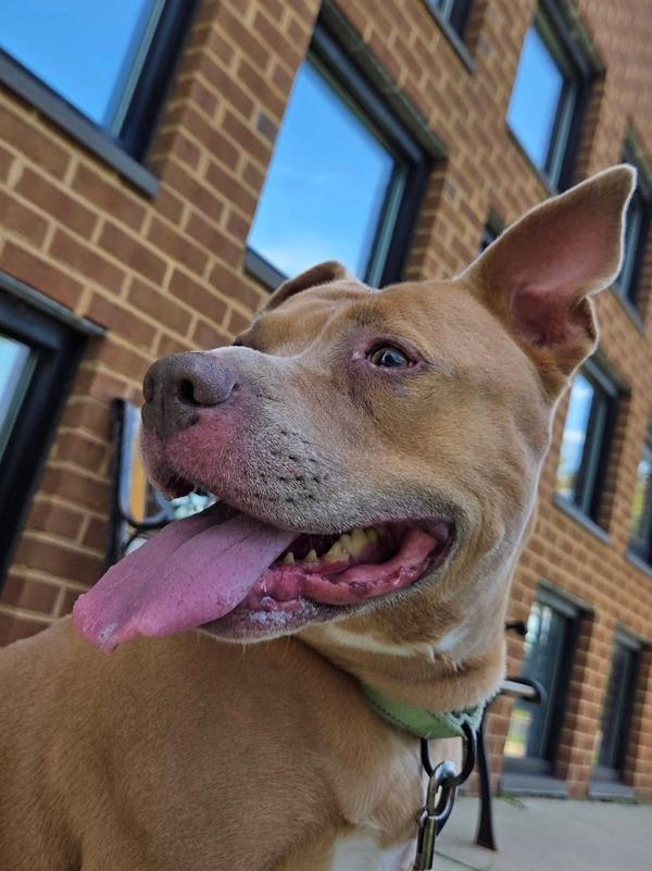 Callie, Adoptable, Adult Female Pit Bull Terrier.