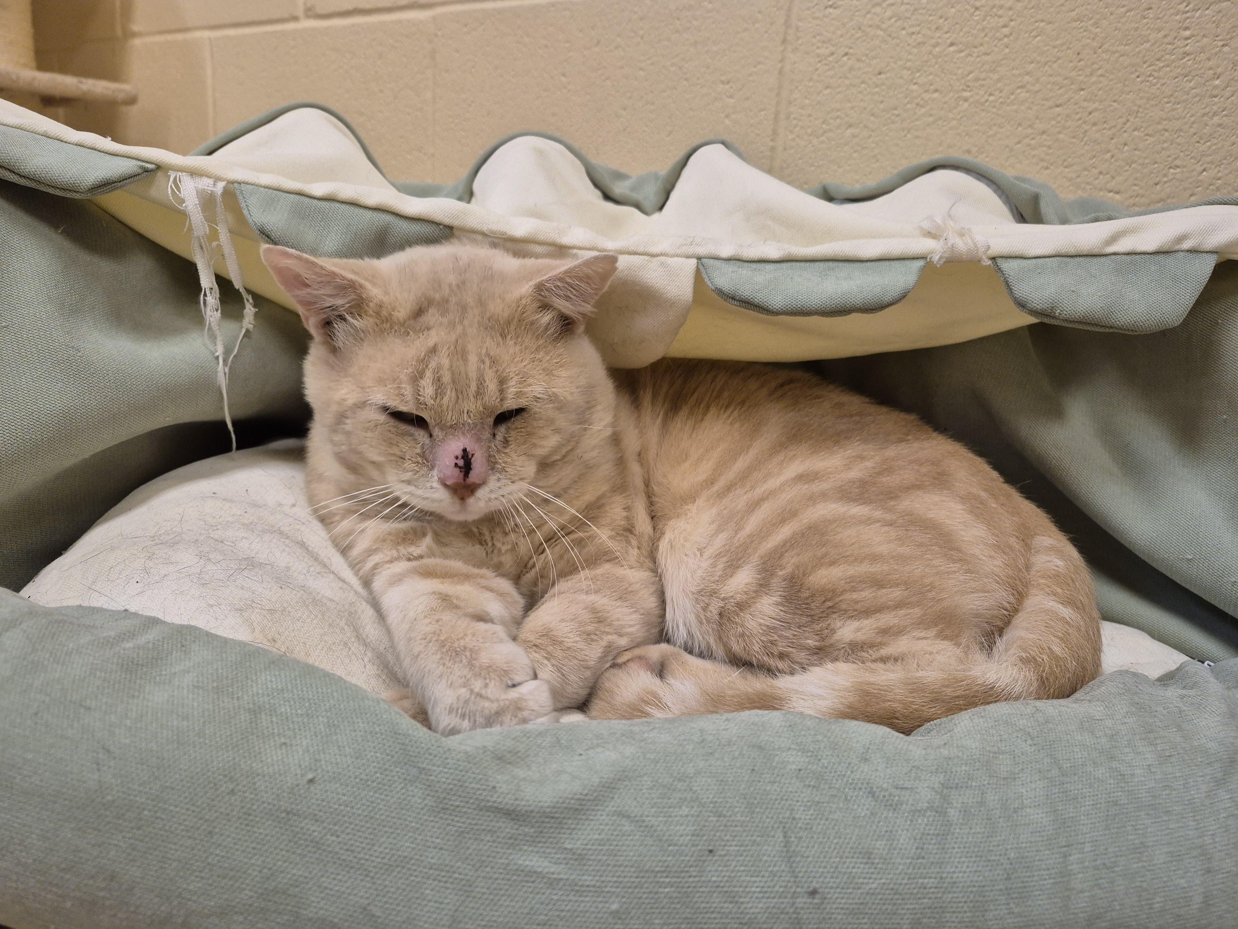 Enlarge Maynard, a Adoptable Domestic Short Hair in Schertz, TX image 3/3