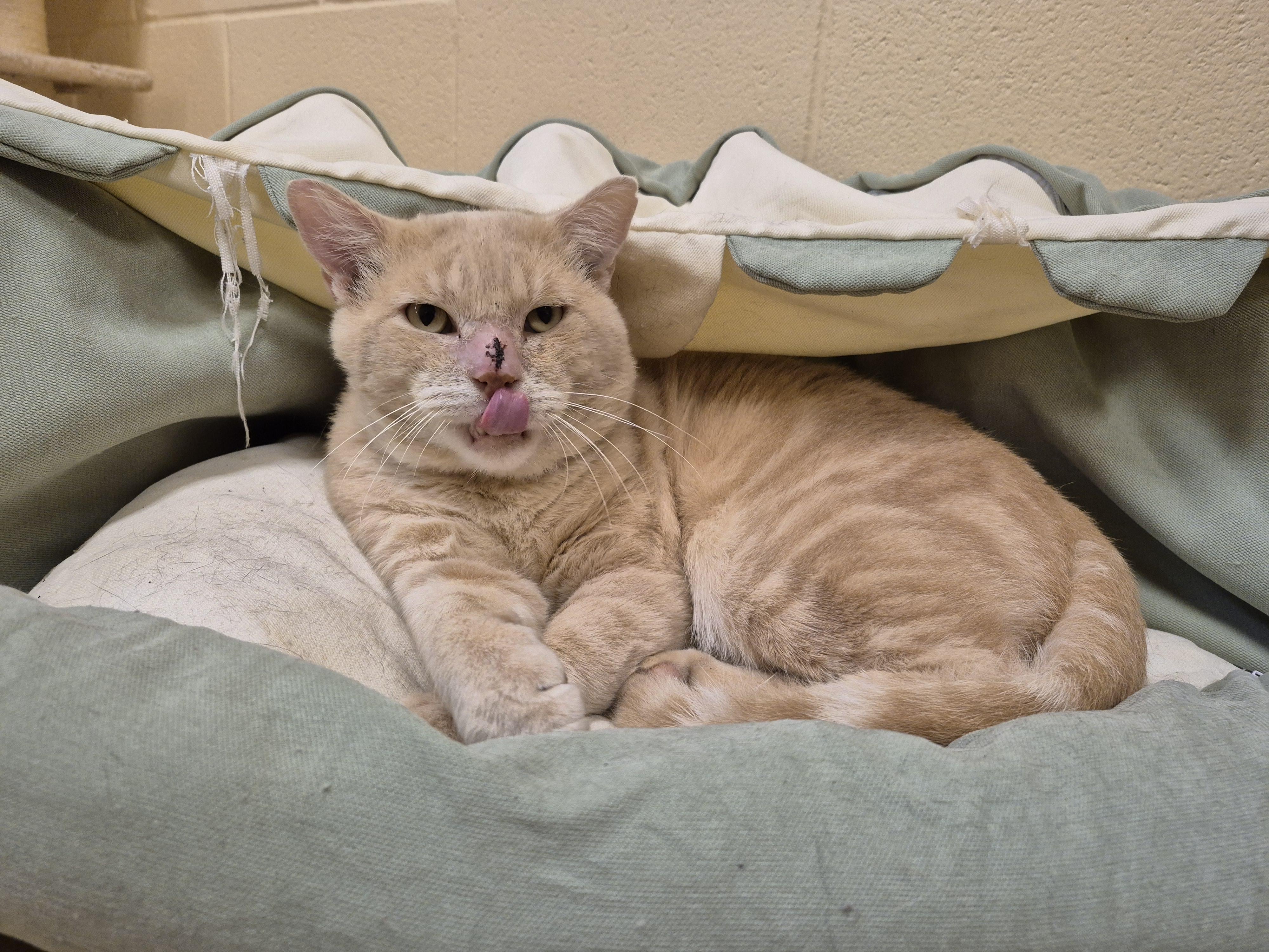 Enlarge Maynard, a Adoptable Domestic Short Hair in Schertz, TX image 1/3