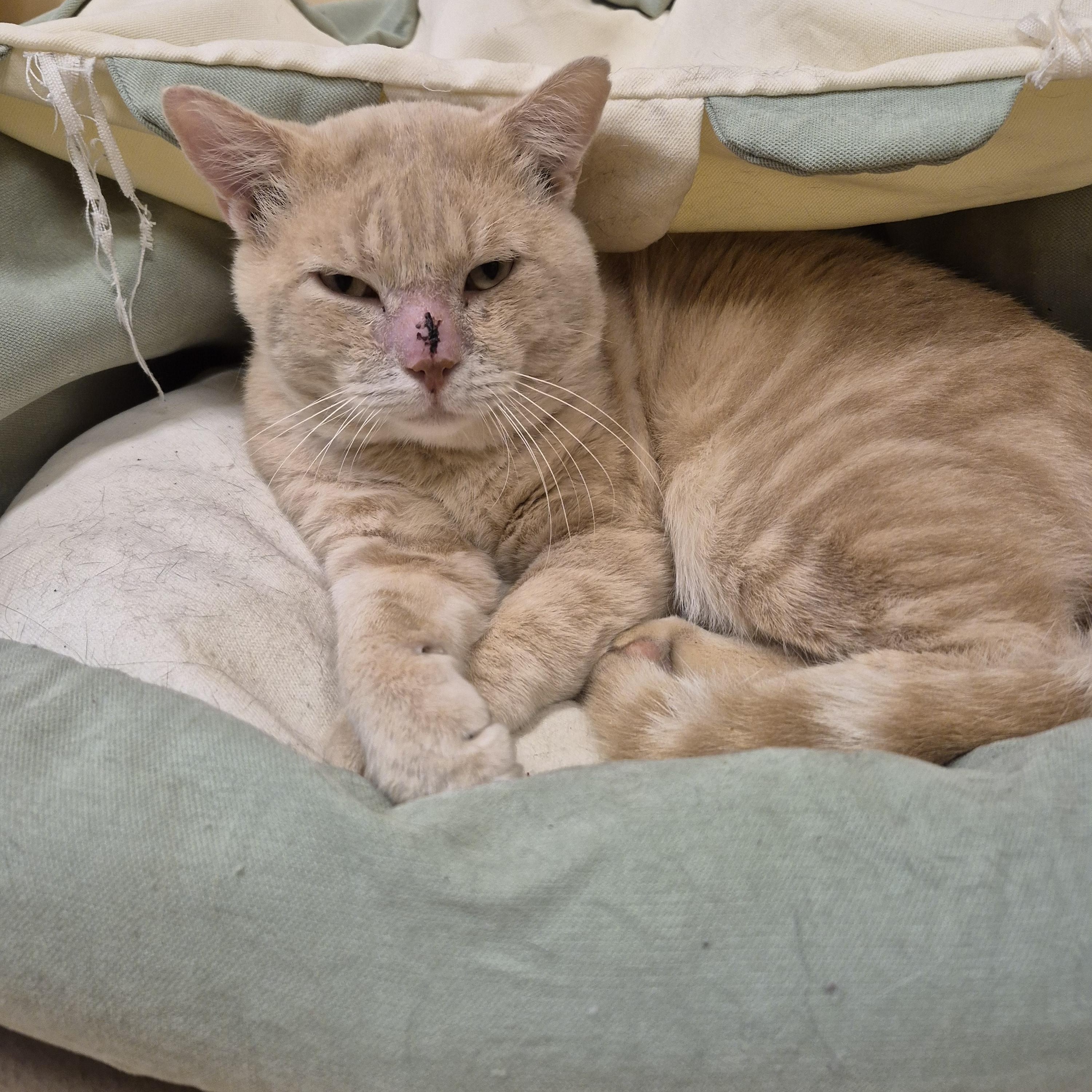 Enlarge Maynard, a Adoptable Domestic Short Hair in Schertz, TX image 2/3
